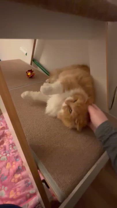Enlarge Banana Bread, an adopted Domestic Long Hair in Renton , WA video 2/5