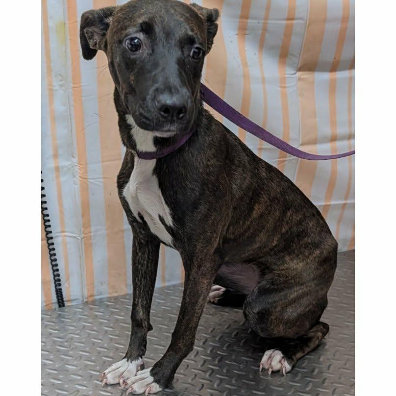 Mina, Adoptable, Young Female Mixed Breed.