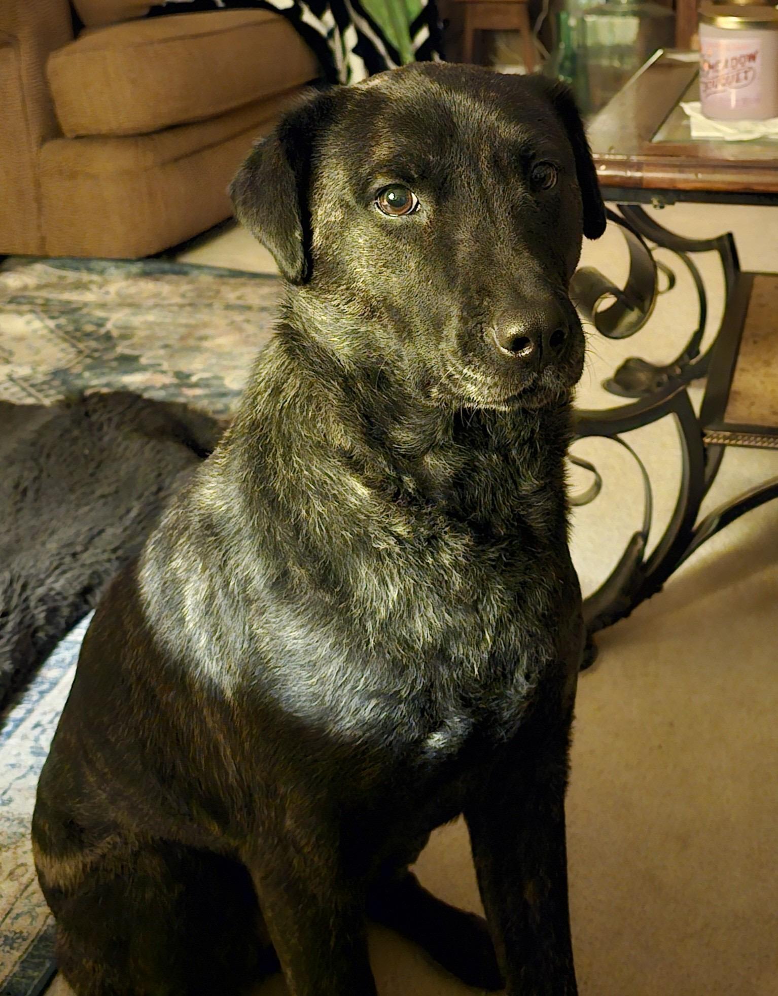 Enlarge Mae West, a Adopted mixed breed in Puyallup, WA image 2/2