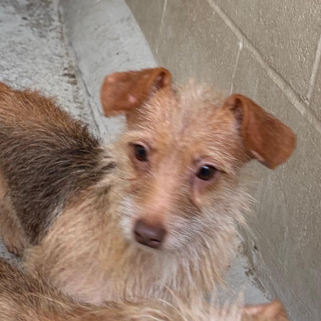 Darla, a Adoptable mixed breed in Laredo, TX image 1/2