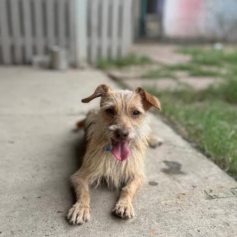 Darla, a Adoptable mixed breed in Laredo, TX image 2/2