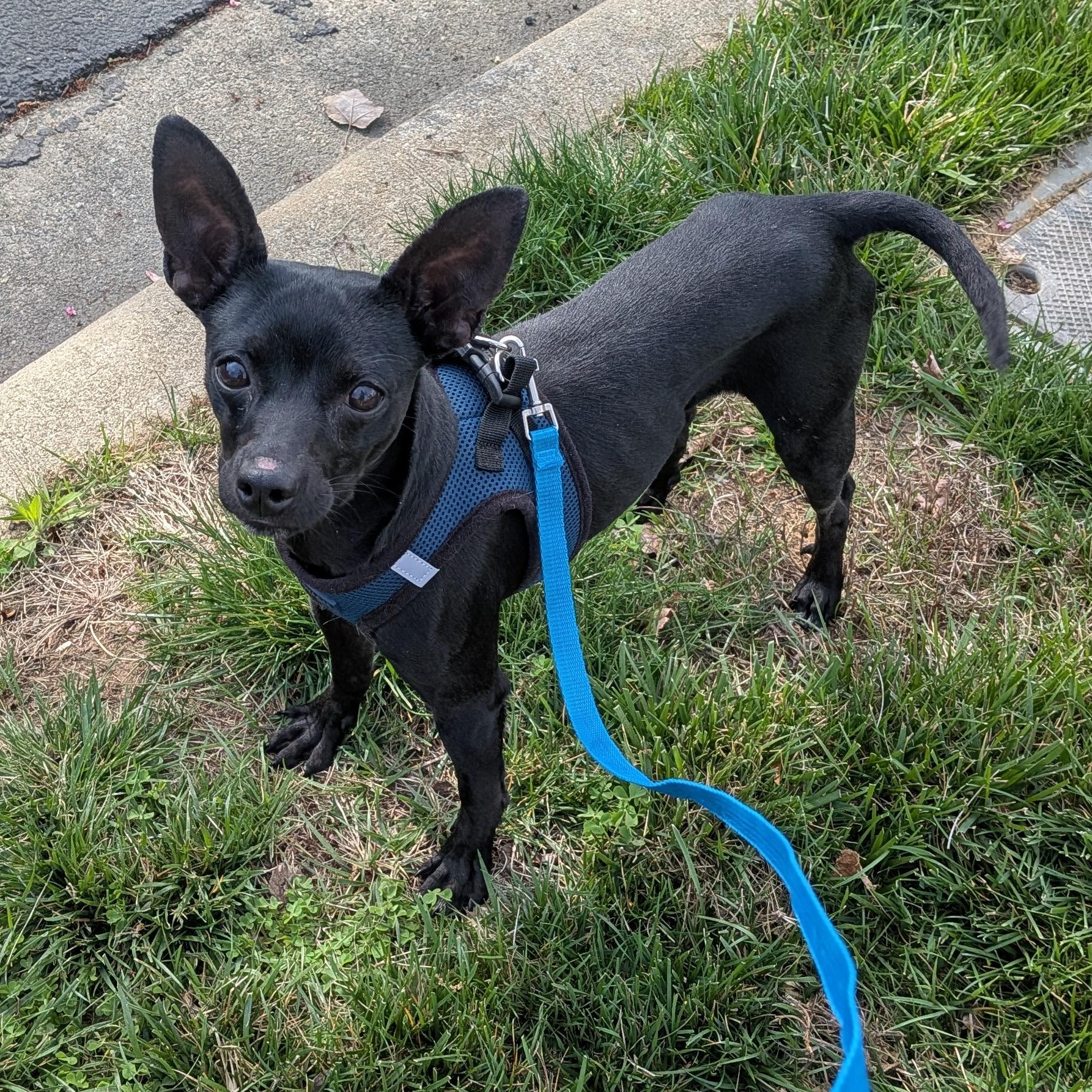 Enlarge Midnight, an adopted mixed breed in Matthews, NC image 3/3