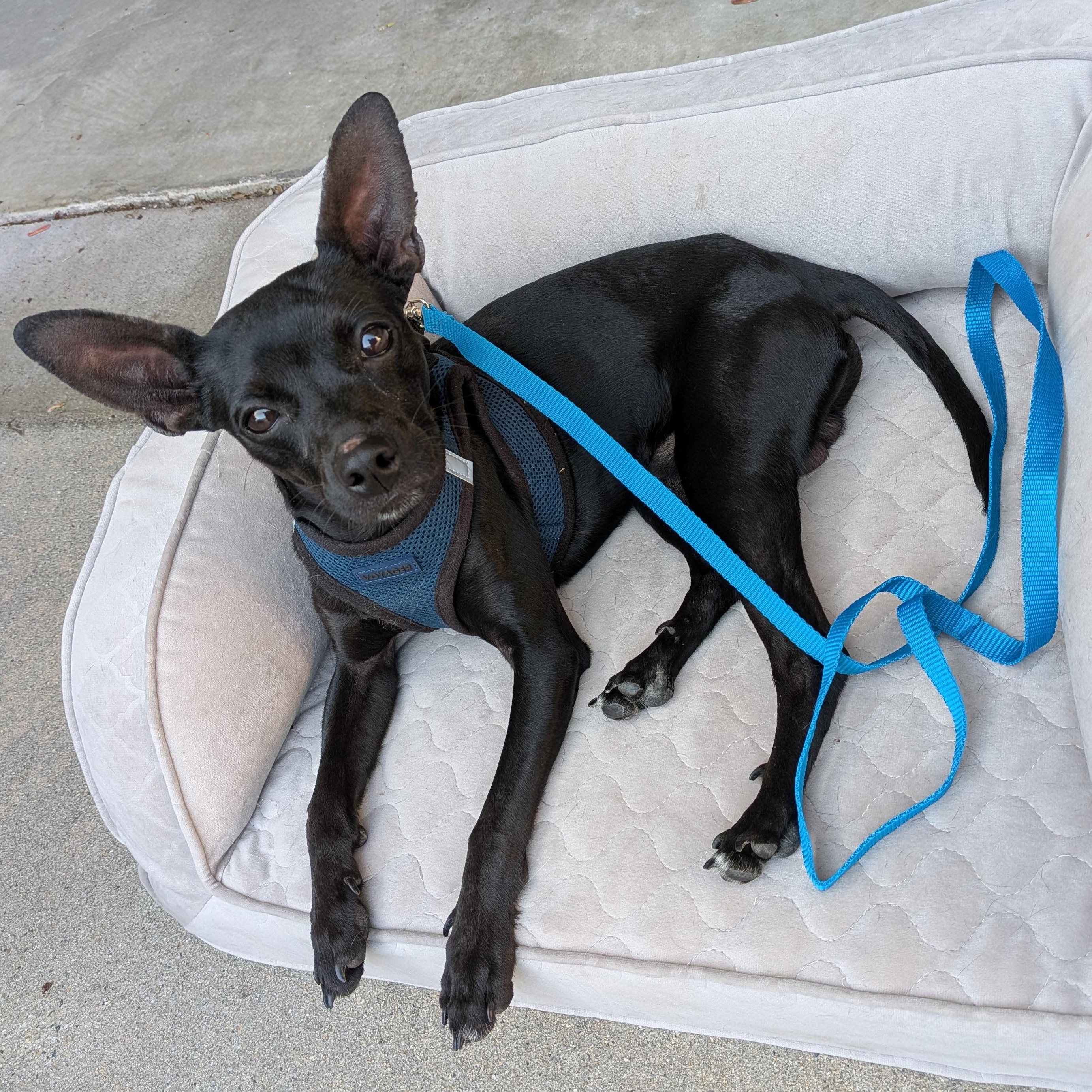 Enlarge Midnight, an adopted mixed breed in Matthews, NC image 2/3