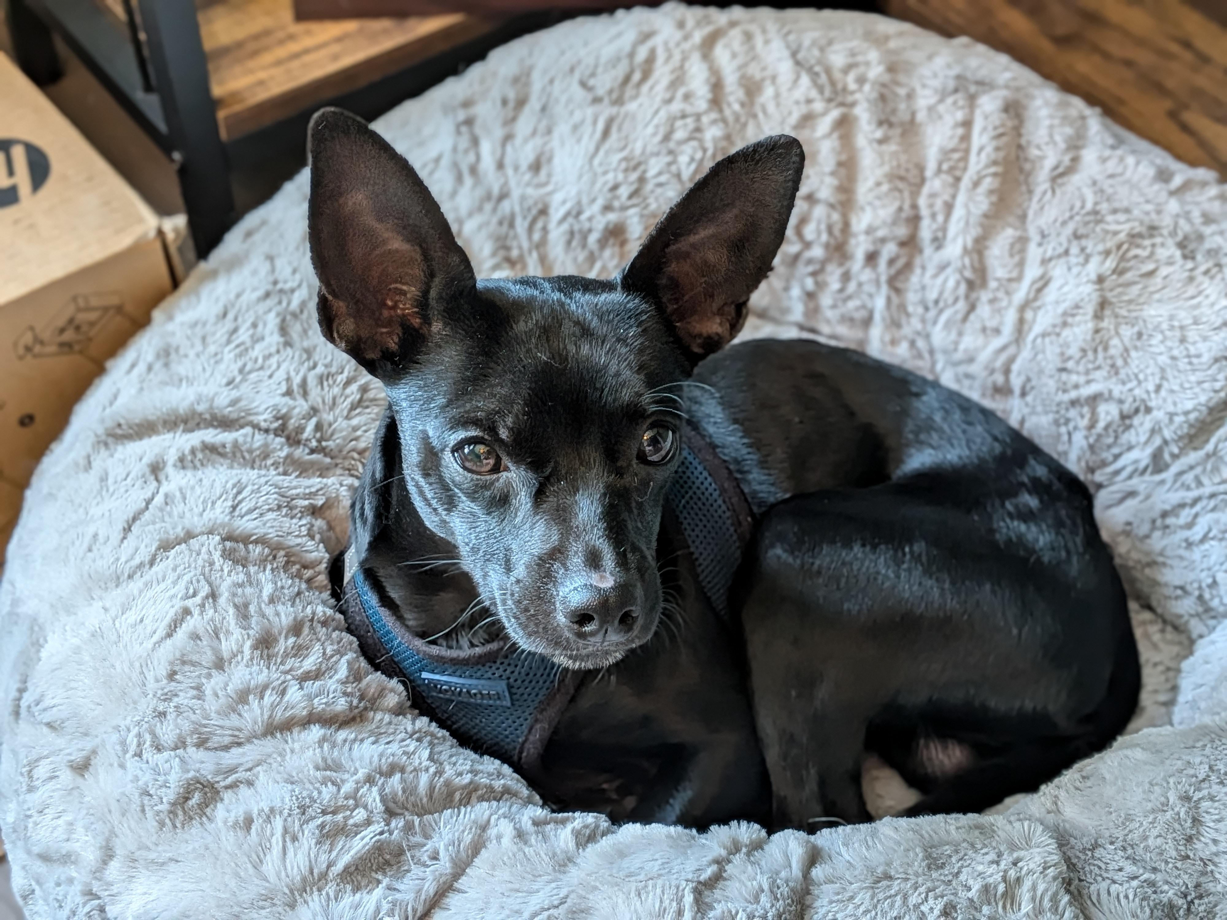 Enlarge Midnight, an adopted mixed breed in Matthews, NC image 1/3