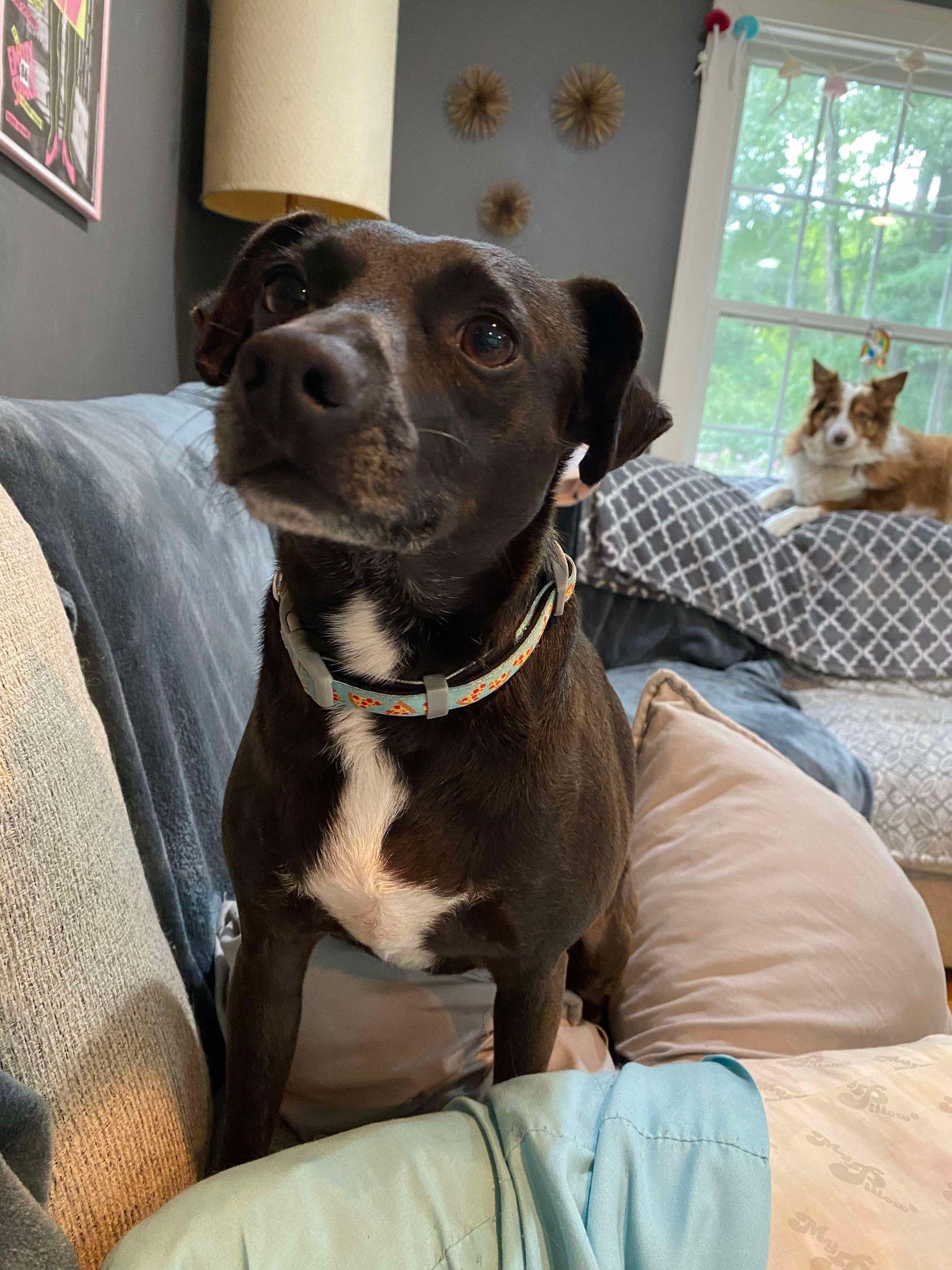 Enlarge Rio, a Adoptable mixed breed in New Milford, CT image 1/5