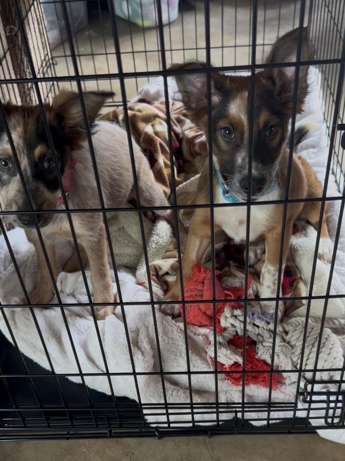 Enlarge Gretel, an adopted mixed breed in Tarzana, CA image 5/5