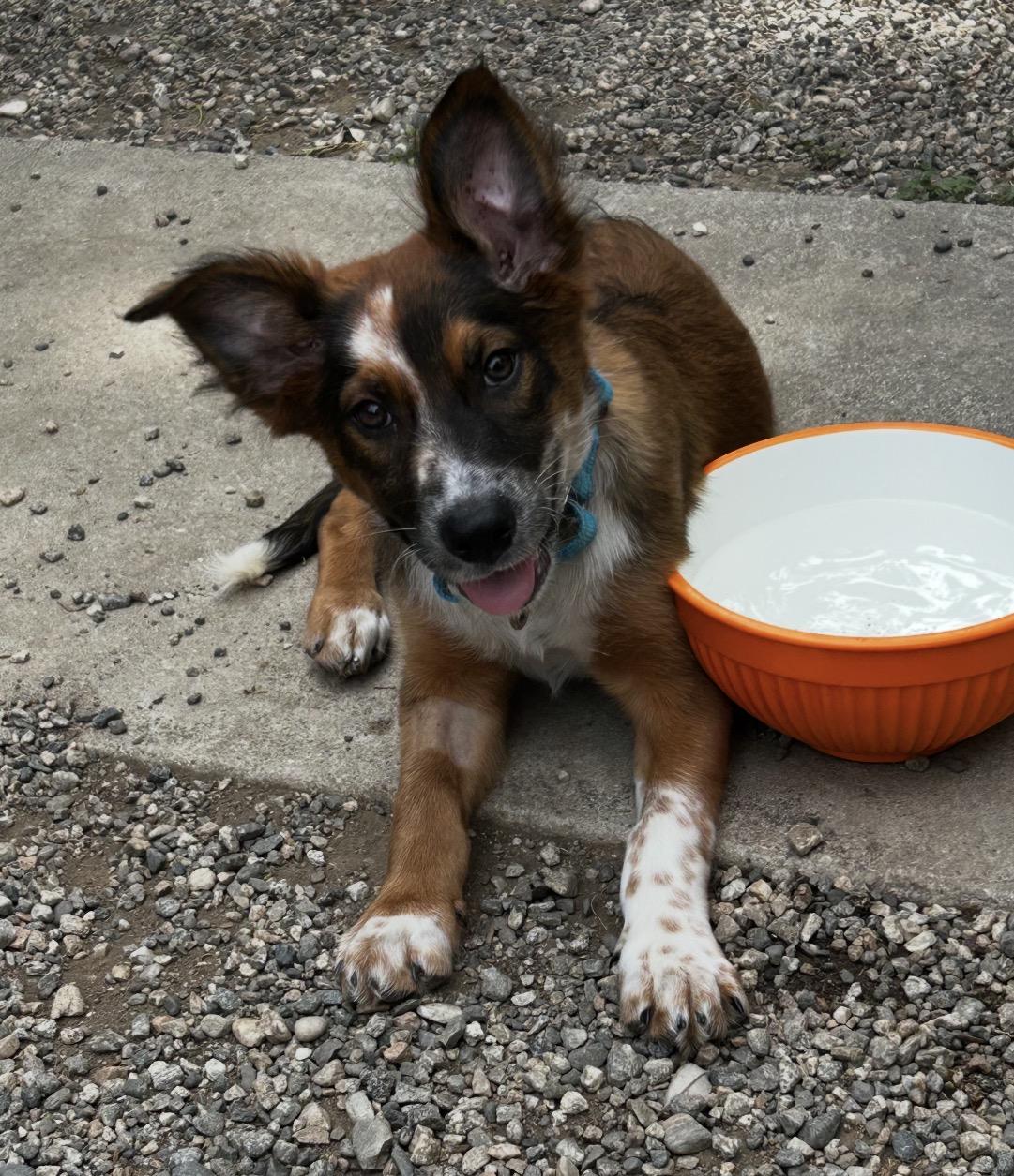 Gretel, adopted, Puppy Female Australian Shepherd & Australian Cattle Dog / Blue Heeler.