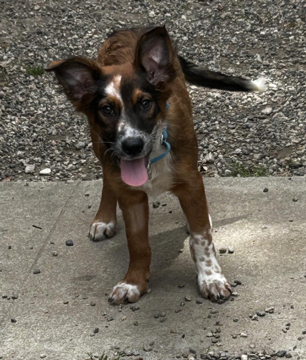 Enlarge Gretel, an adopted mixed breed in Tarzana, CA image 2/5