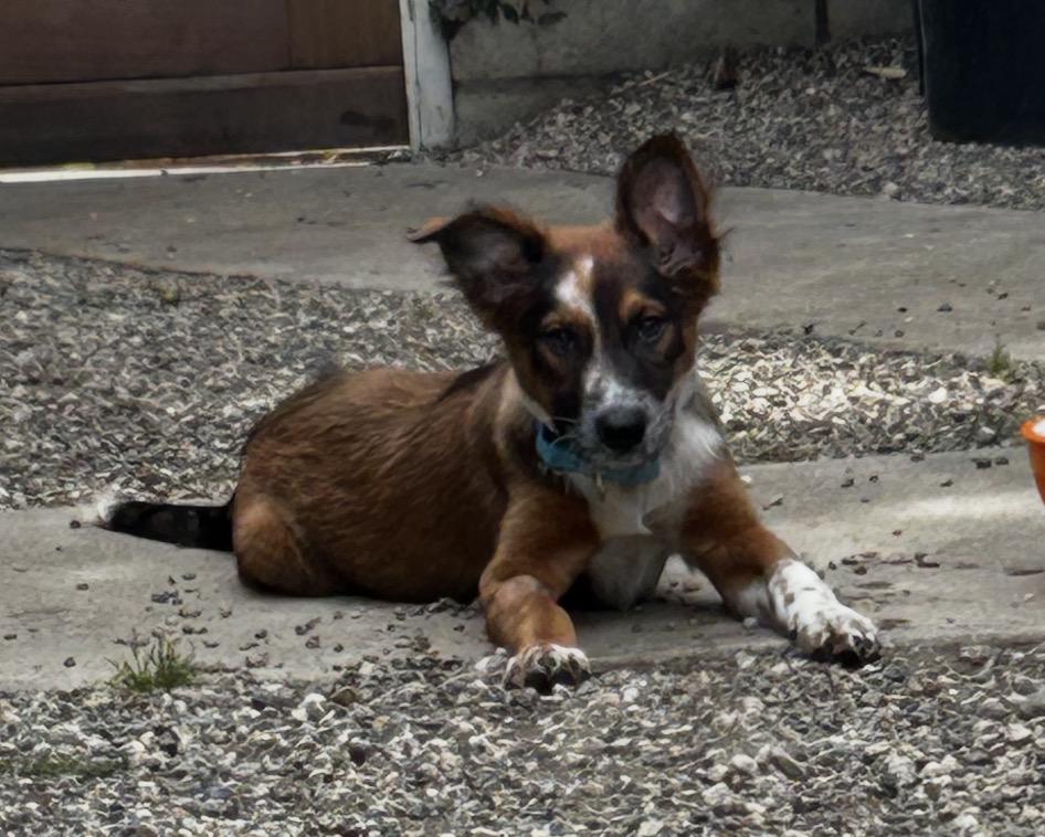 Enlarge Gretel, an adopted mixed breed in Tarzana, CA image 4/5