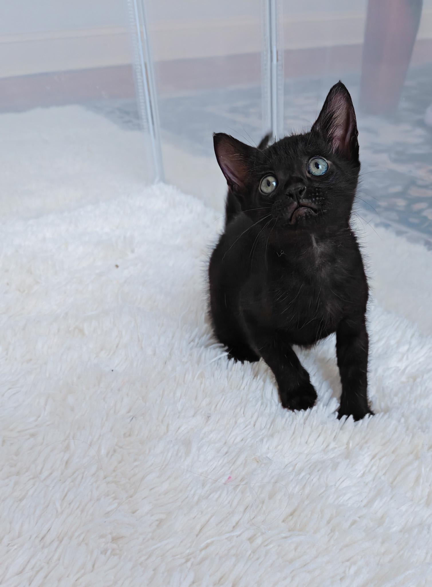 Enlarge Rocky, a Adoptable Domestic Short Hair in New Orleans, LA image 1/1