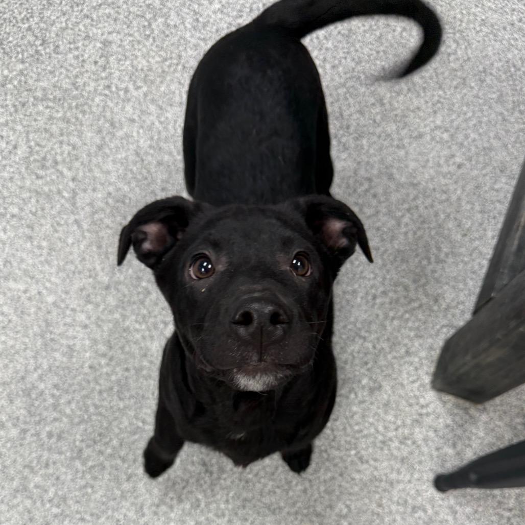 Herman, a Adoptable mixed breed in Monticello, IA image 6/6