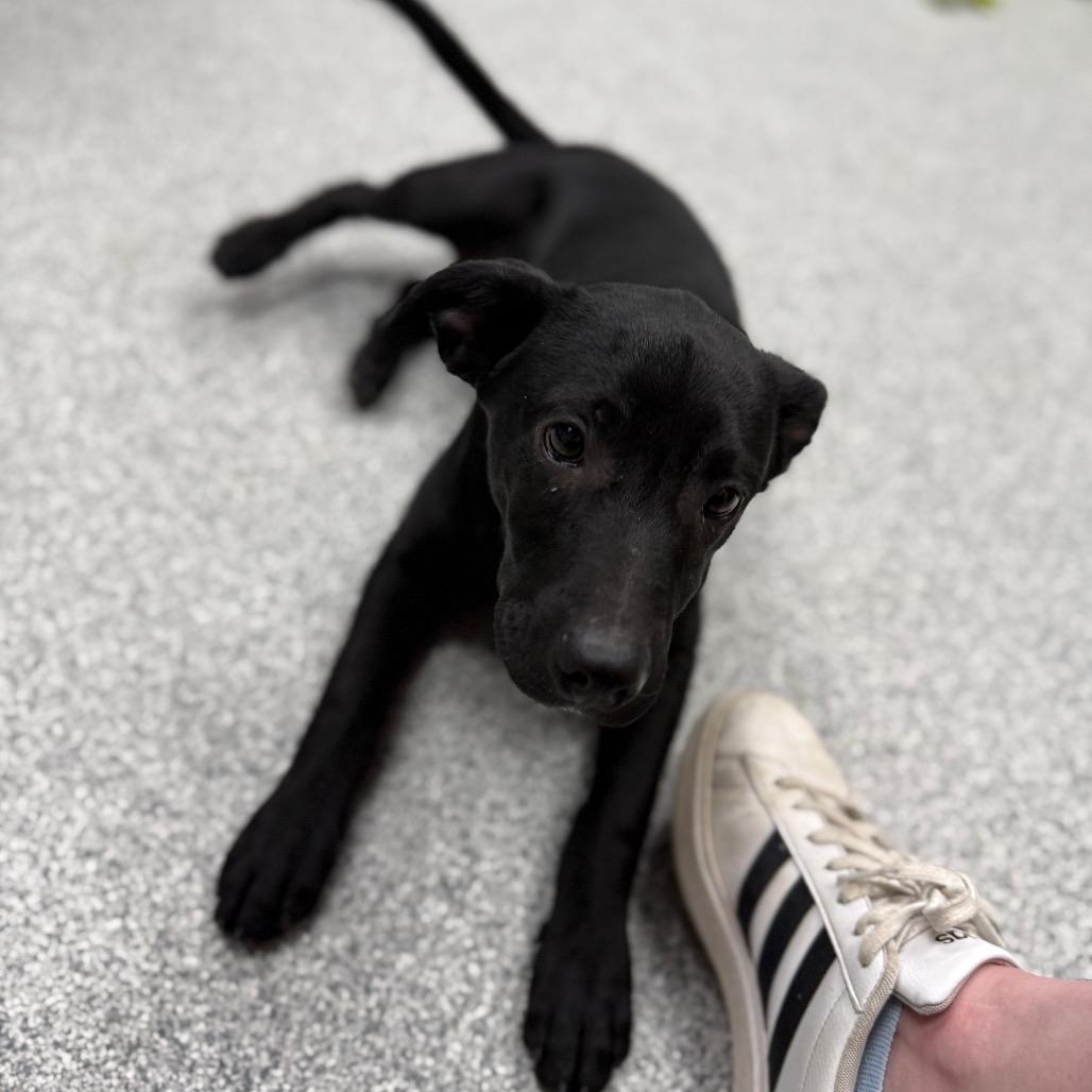 Herman, a Adoptable mixed breed in Monticello, IA image 2/6