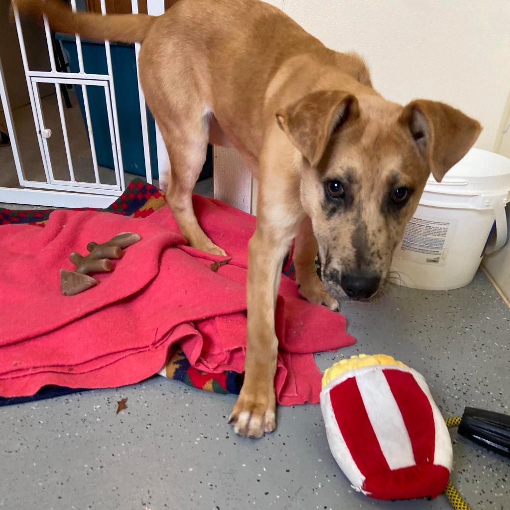 Xavier, Adoptable, Adult Male Mixed Breed.