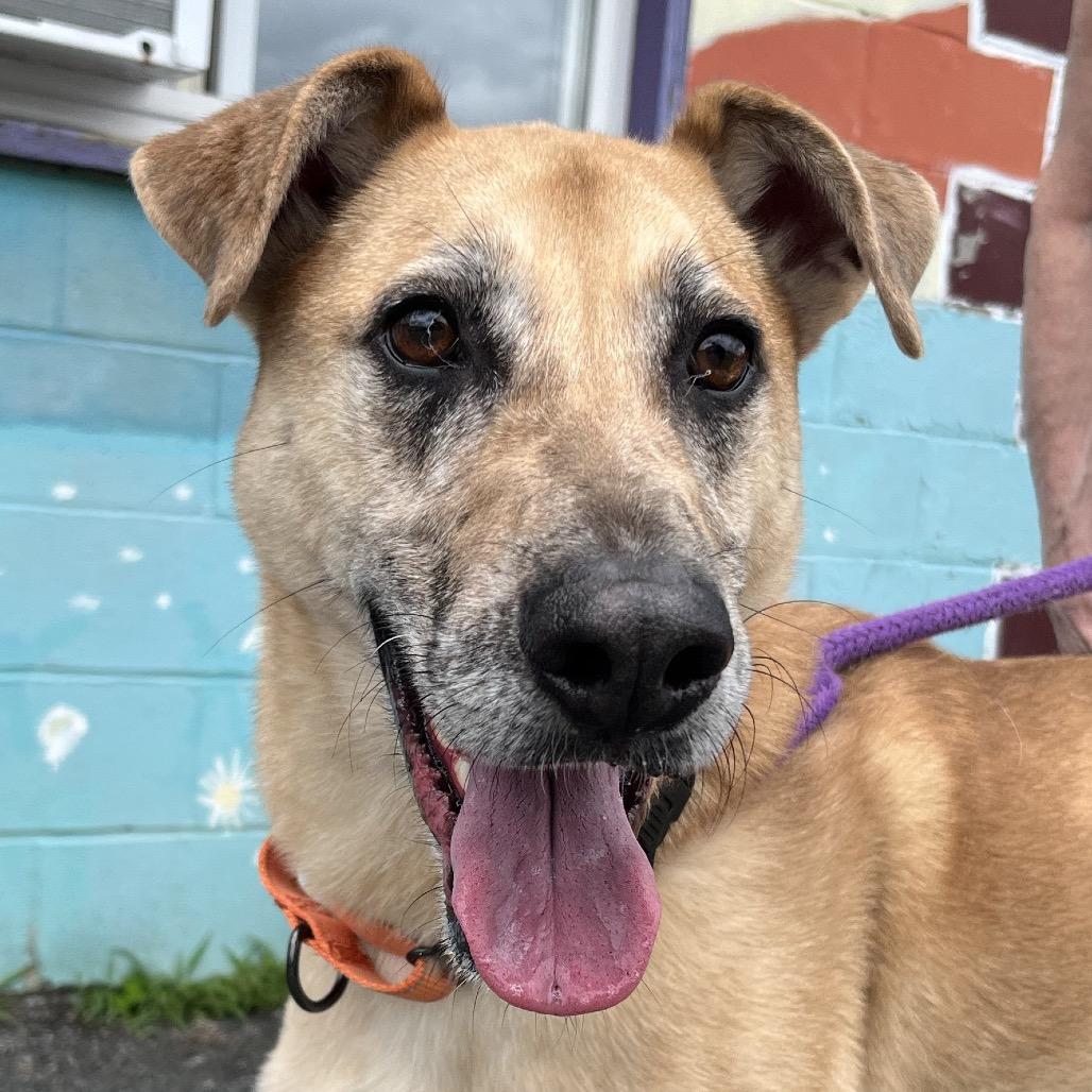 Enlarge Xavier, a Adoptable Mixed Breed in Saugerties, NY image 2/6