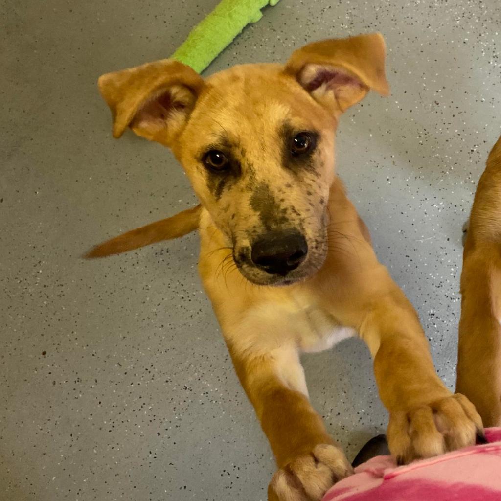 Enlarge Xavier, a Adoptable Mixed Breed in Saugerties, NY image 4/6