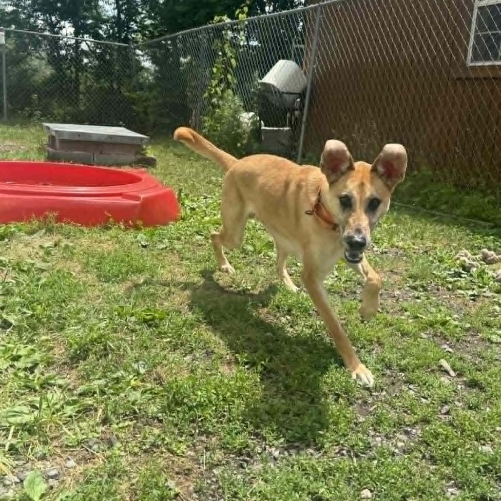 Enlarge Xavier, a Adoptable Mixed Breed in Saugerties, NY image 5/6
