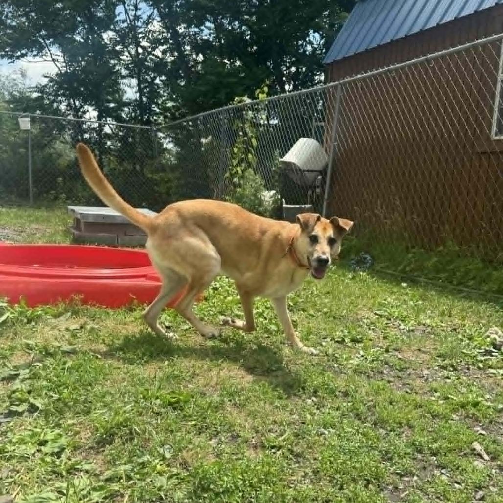 Enlarge Xavier, a Adoptable Mixed Breed in Saugerties, NY image 6/6