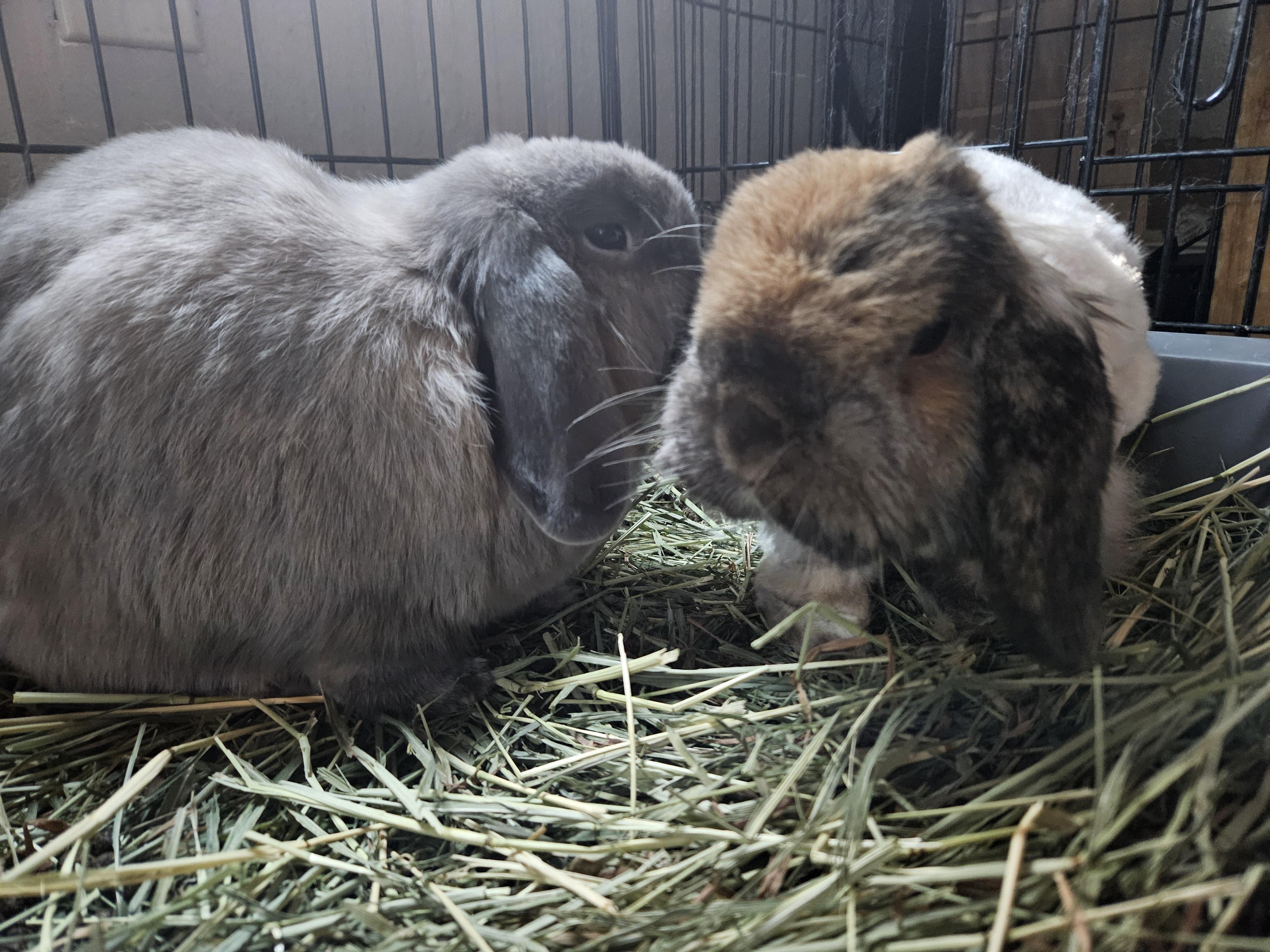 Teddy & Ellie, ADOPTABLE, Adult Male Holland Lop.