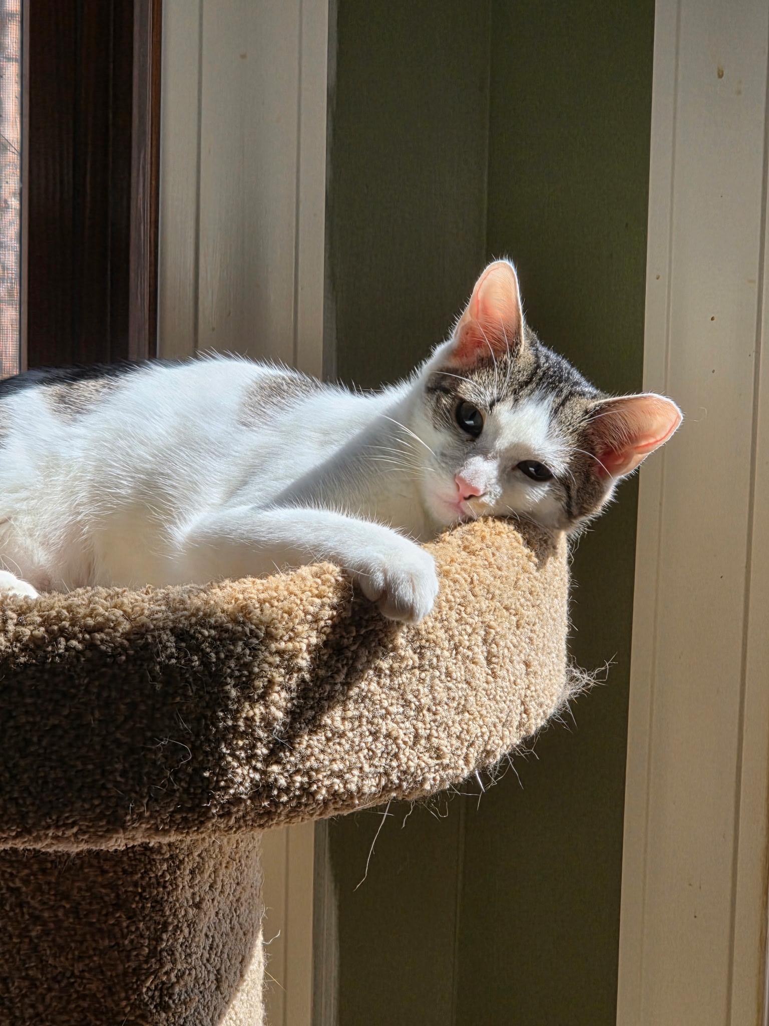 Cranberry, Adoptable, Young Female Domestic Short Hair.