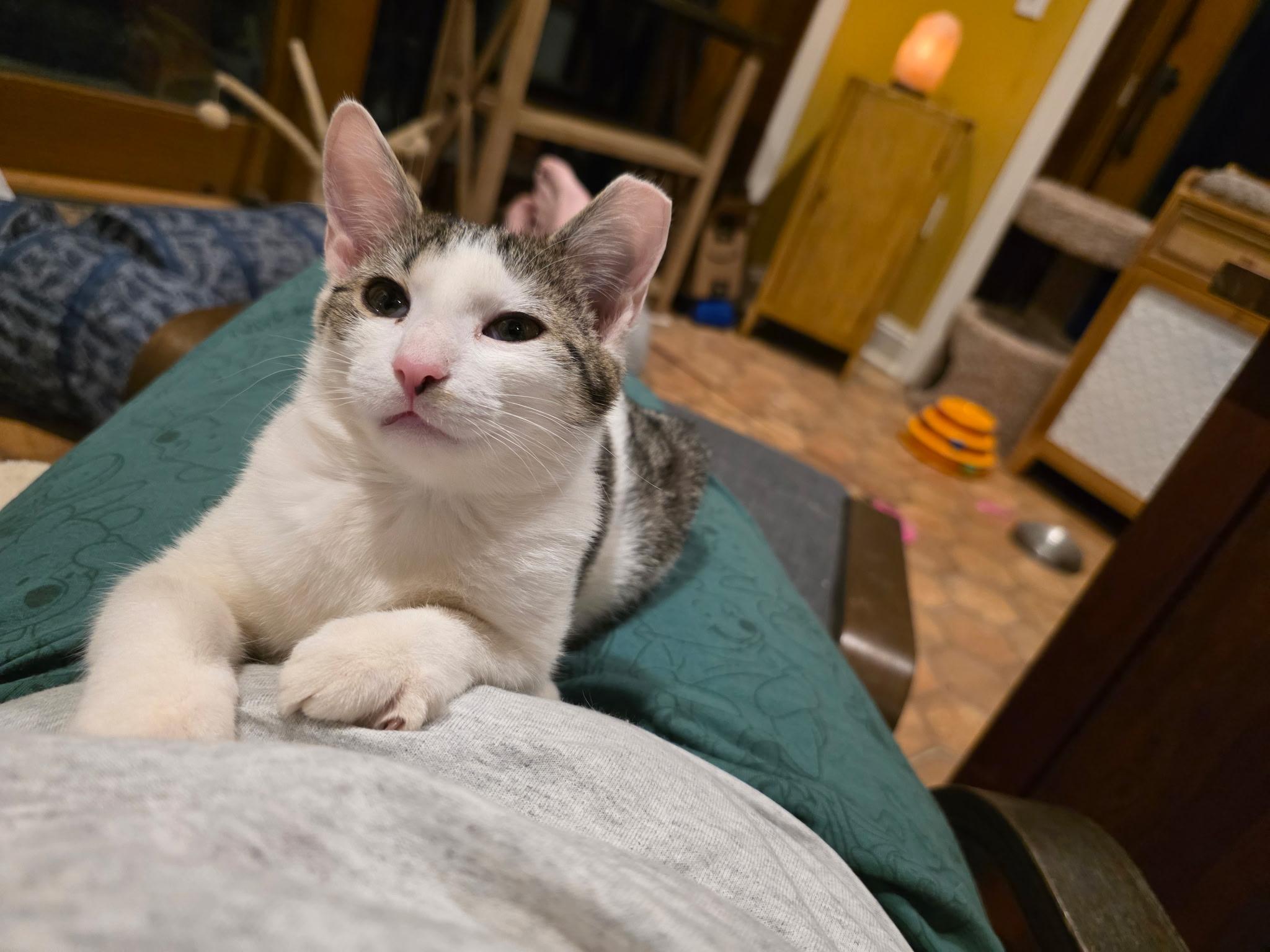 Enlarge Cranberry, a Adoptable Domestic Short Hair in Davidson, NC image 2/3