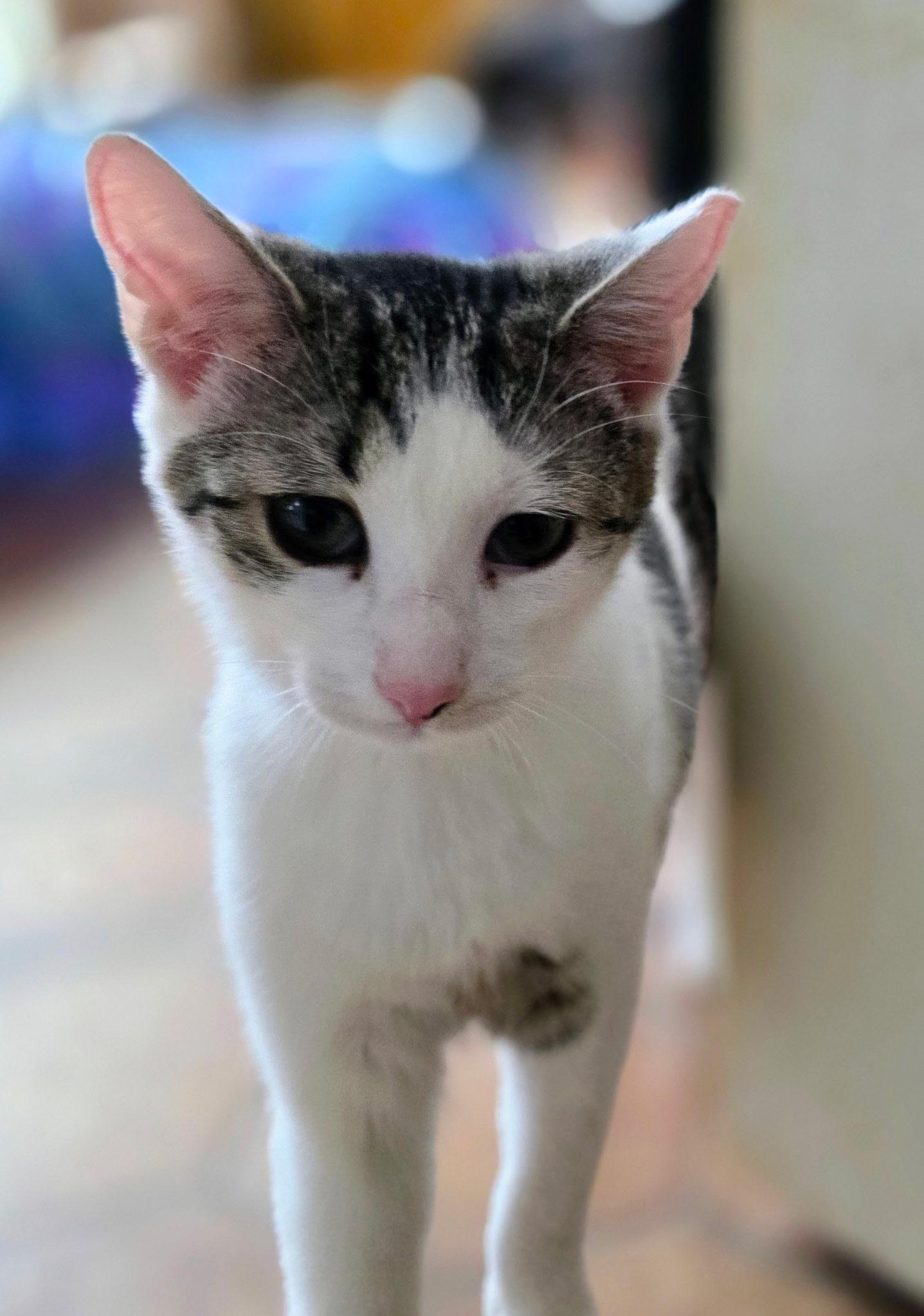 Enlarge Cranberry, a Adoptable Domestic Short Hair in Davidson, NC image 3/3