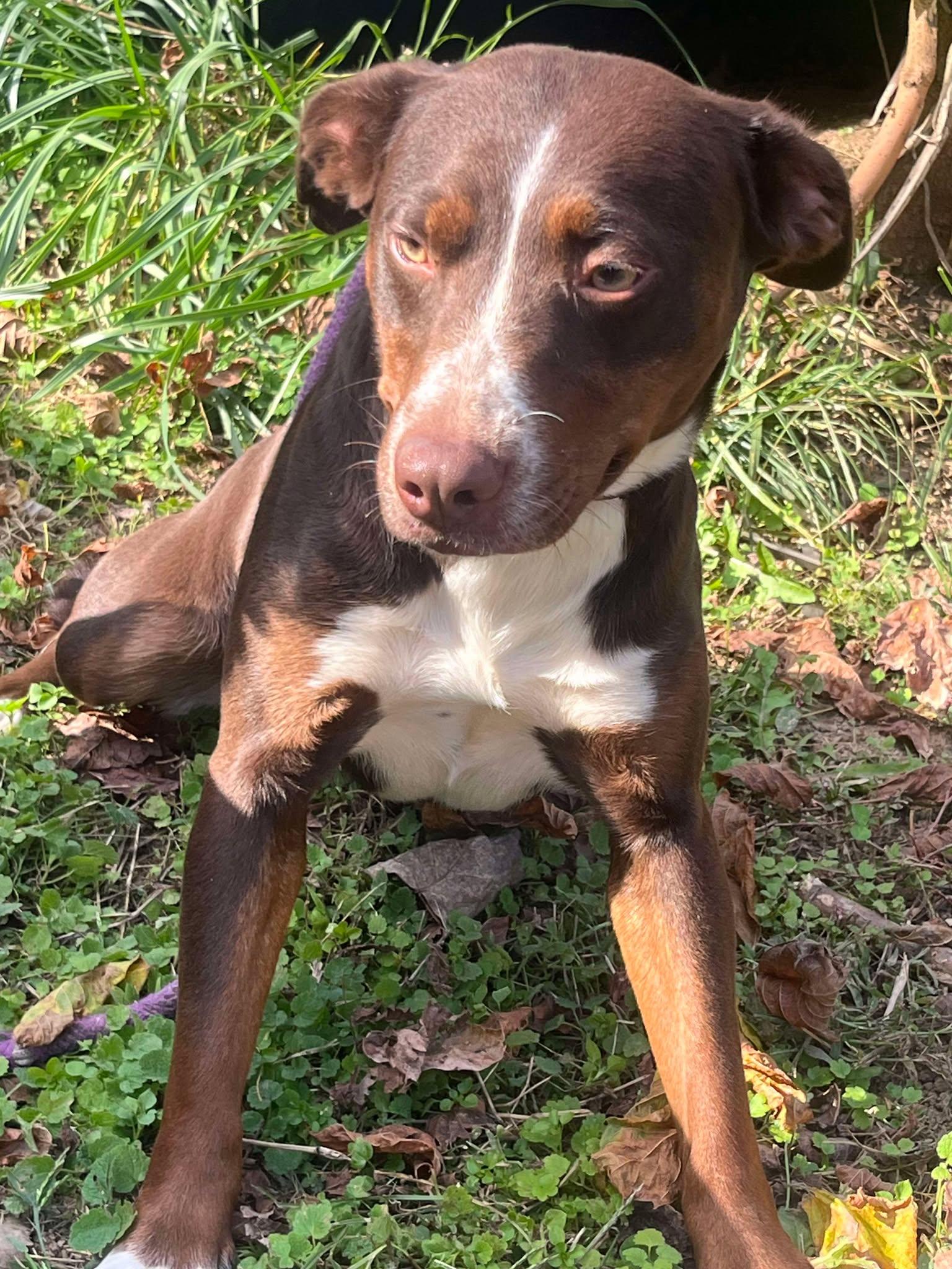 Lilly, a Adoptable mixed breed in Greensboro, NC image 4/6