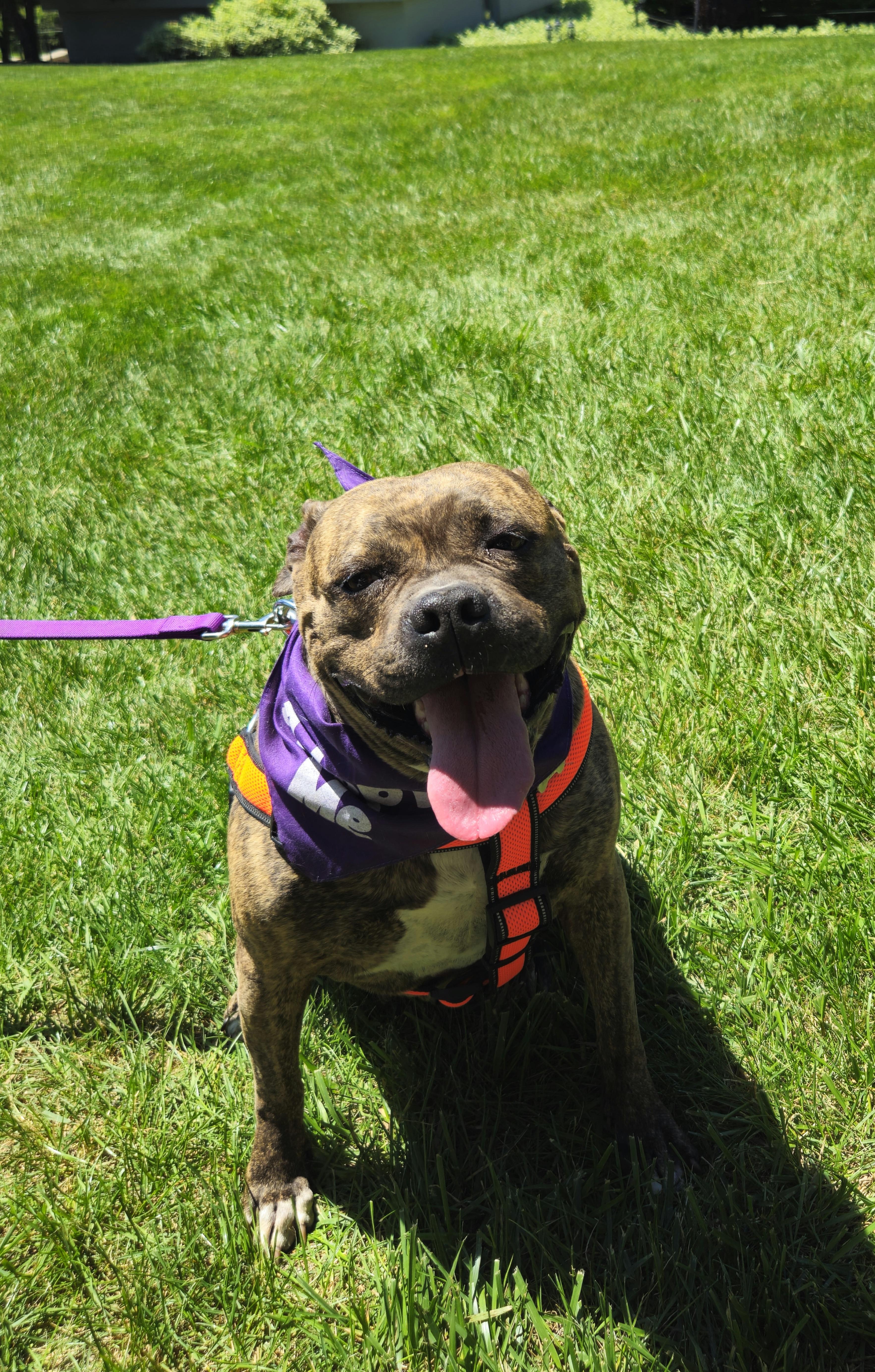 Pepper-Foster Me?, Adoptable, Adult Female Terrier.