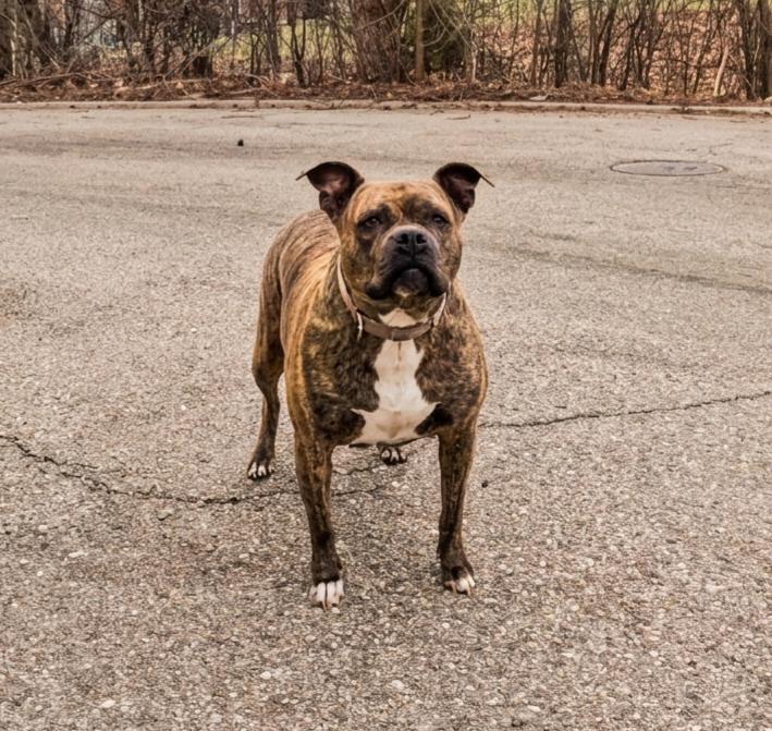 Enlarge Pepper-Foster Me?, a Adoptable Terrier in Detroit, MI image 1/6