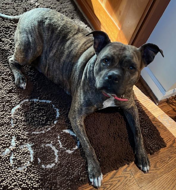 Pepper-Foster Me?, a Adoptable Terrier in Detroit, MI image 1/6