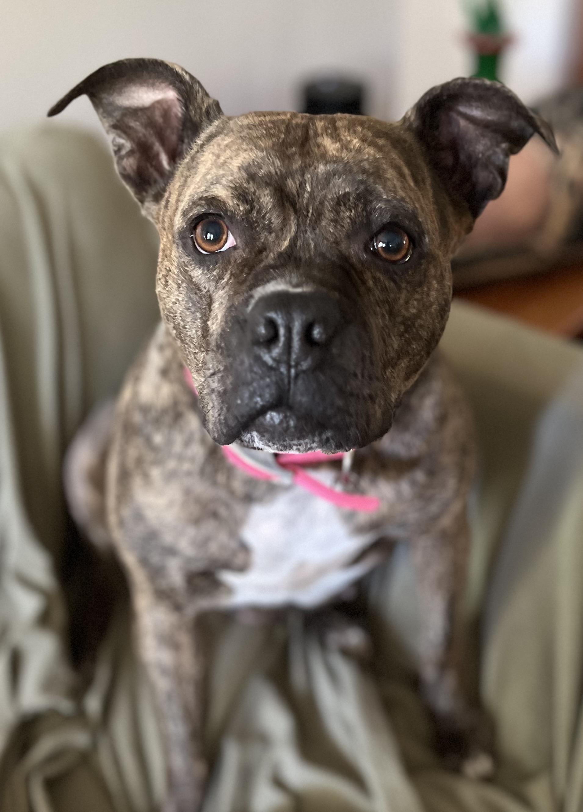 Pepper-Foster Me?, a Adoptable Terrier in Detroit, MI image 3/6