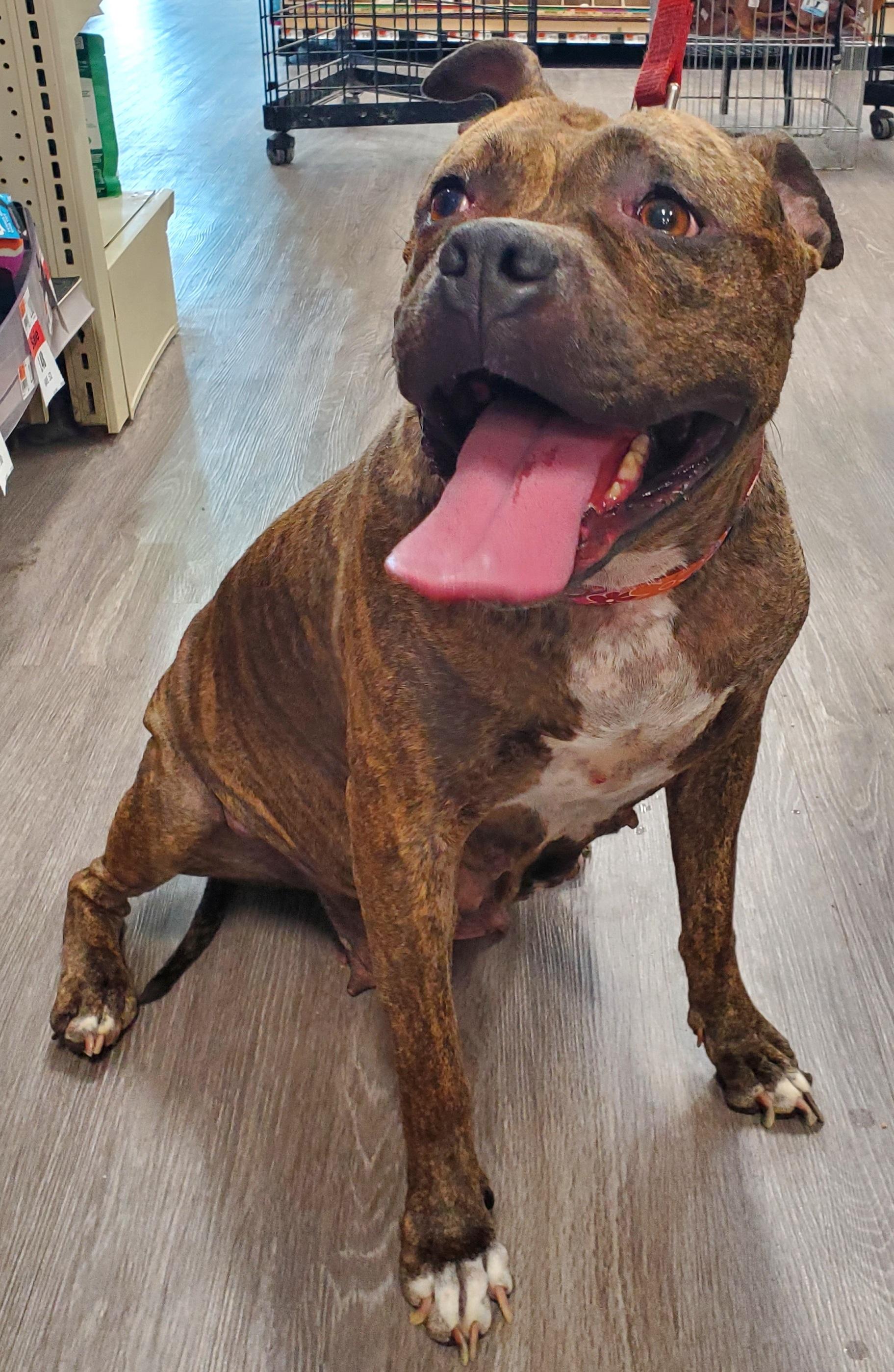 Pepper-Foster Me?, a Adoptable Terrier in Detroit, MI image 6/6