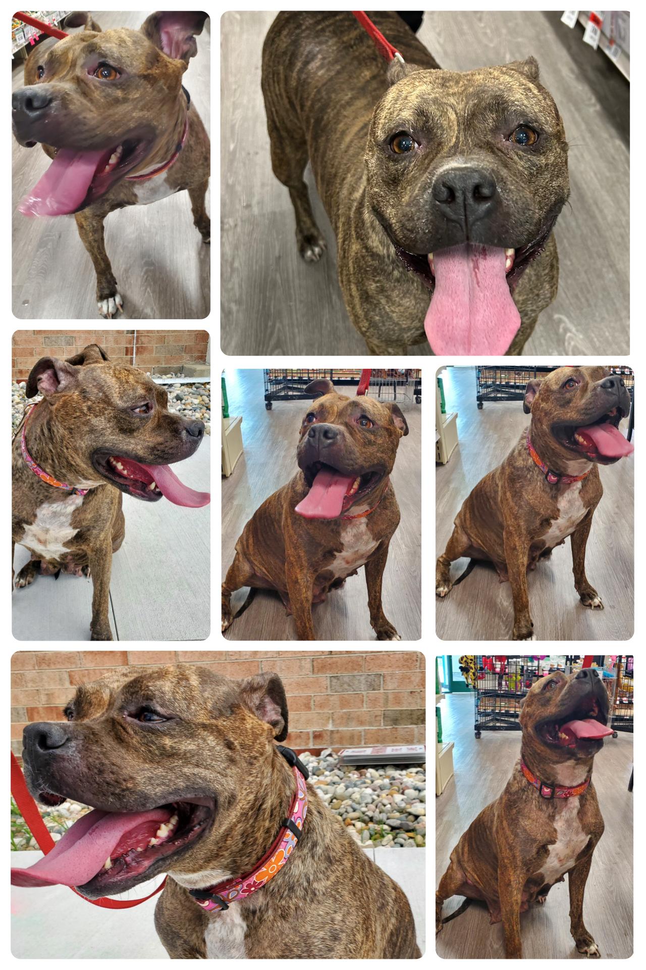 Pepper-Foster Me?, a Adoptable Terrier in Detroit, MI image 5/6