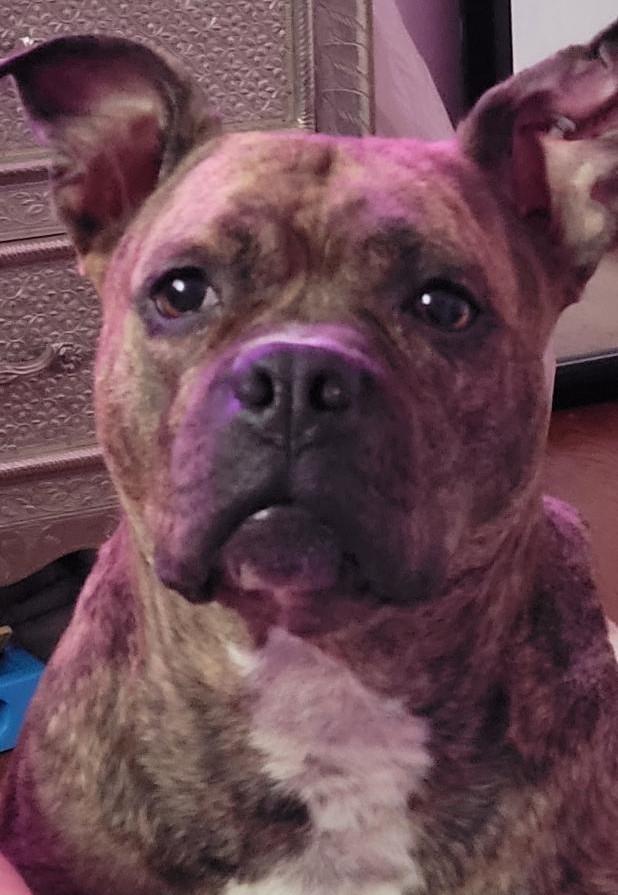 Enlarge Pepper-Foster Me?, a Adoptable Terrier in Detroit, MI image 2/6