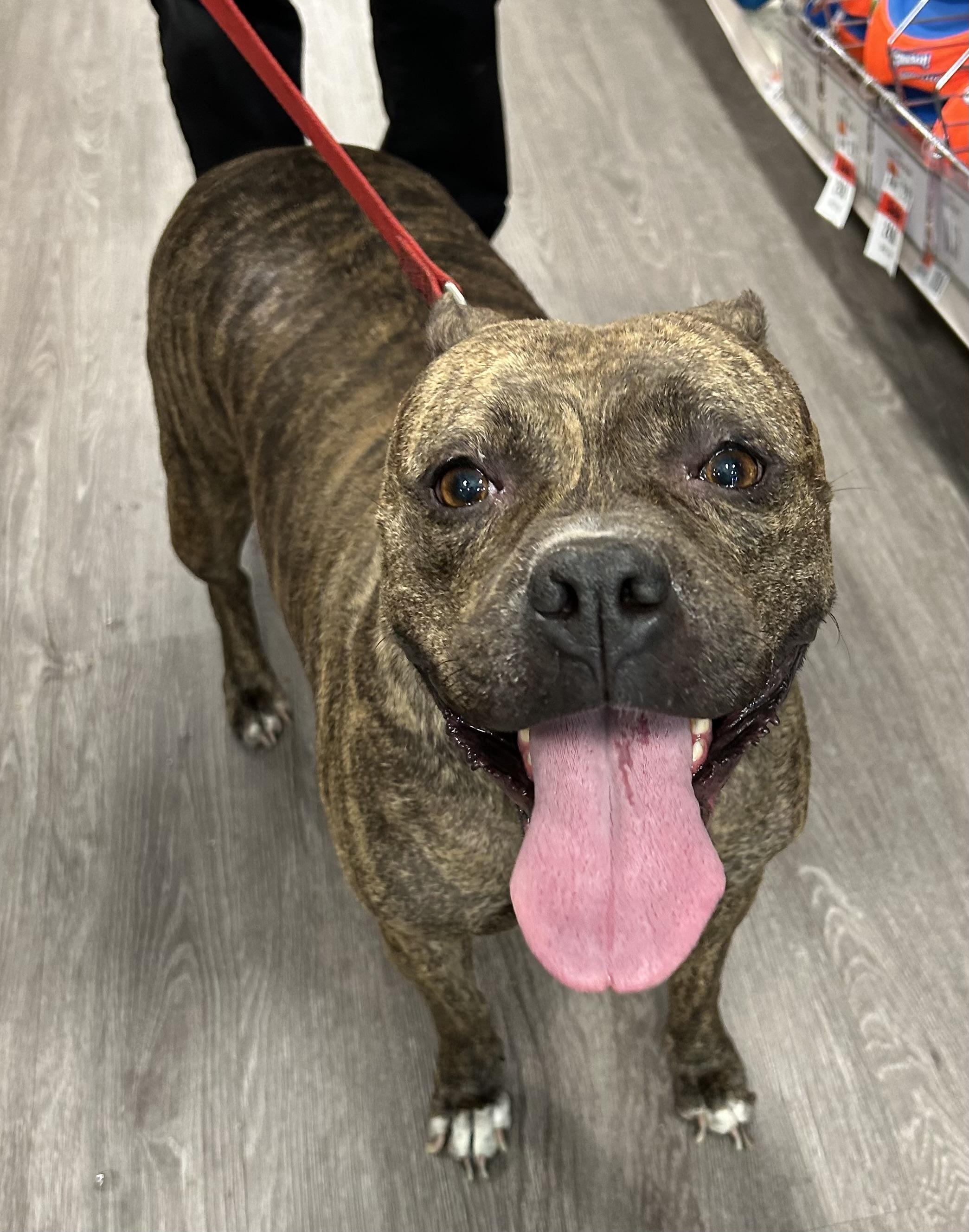 Pepper-Foster Me?, a Adoptable Terrier in Detroit, MI image 4/6