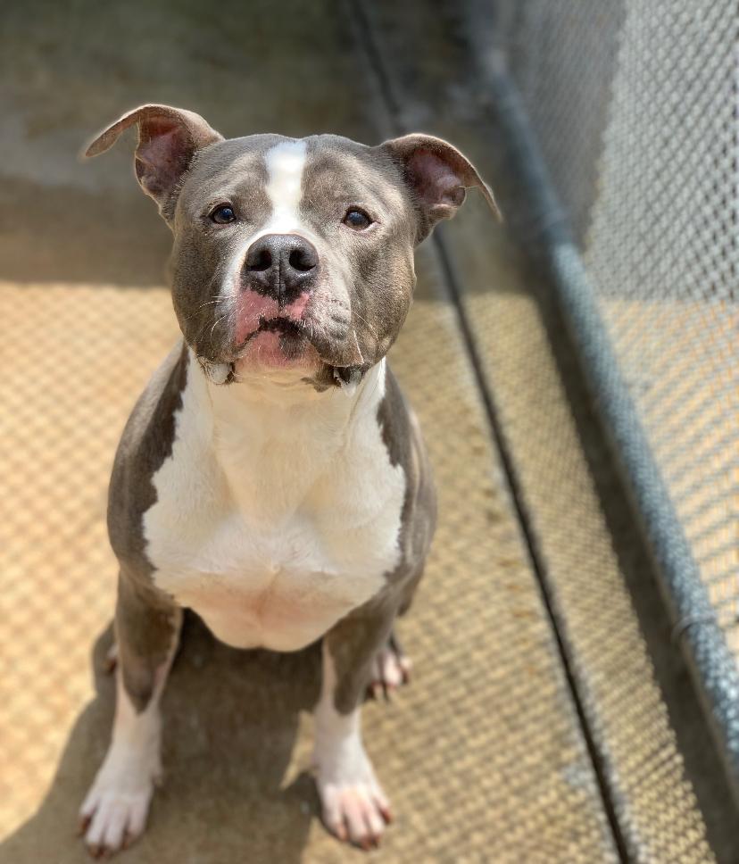 Enlarge Tobi, a Adoptable Pit Bull Terrier in Teterboro, NJ image 2/4