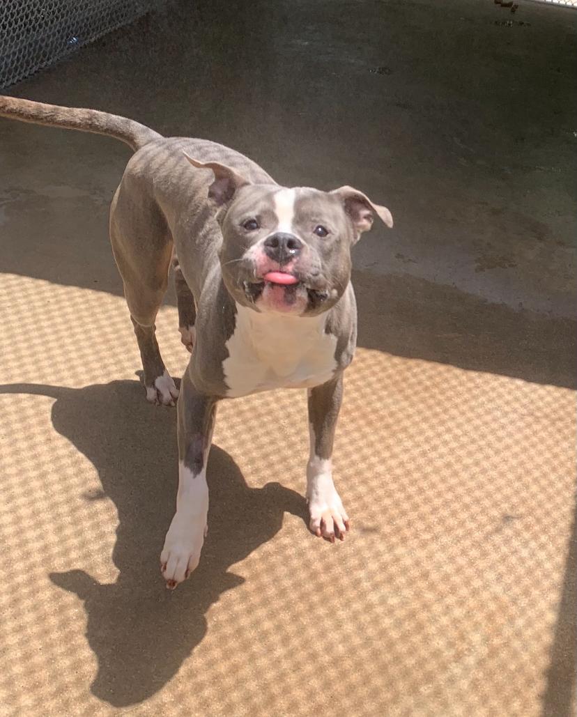 Enlarge Tobi, a Adoptable Pit Bull Terrier in Teterboro, NJ image 1/4