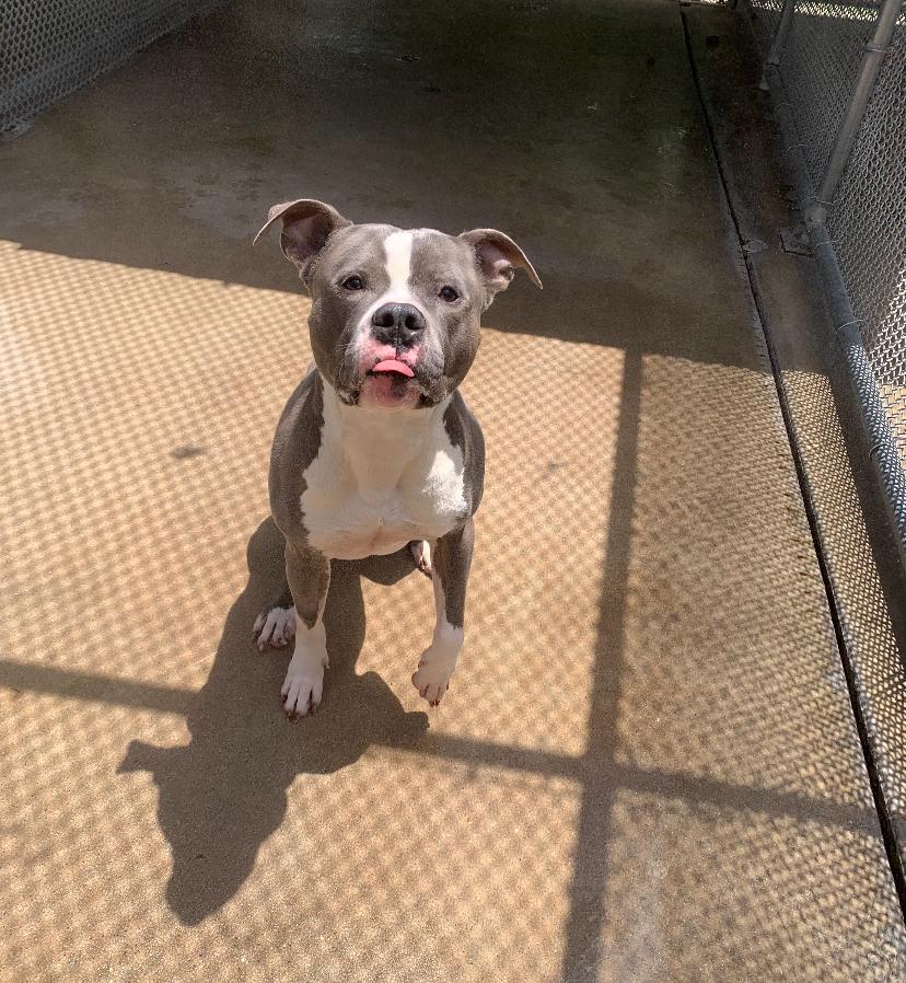 Enlarge Tobi, a Adoptable Pit Bull Terrier in Teterboro, NJ image 3/4