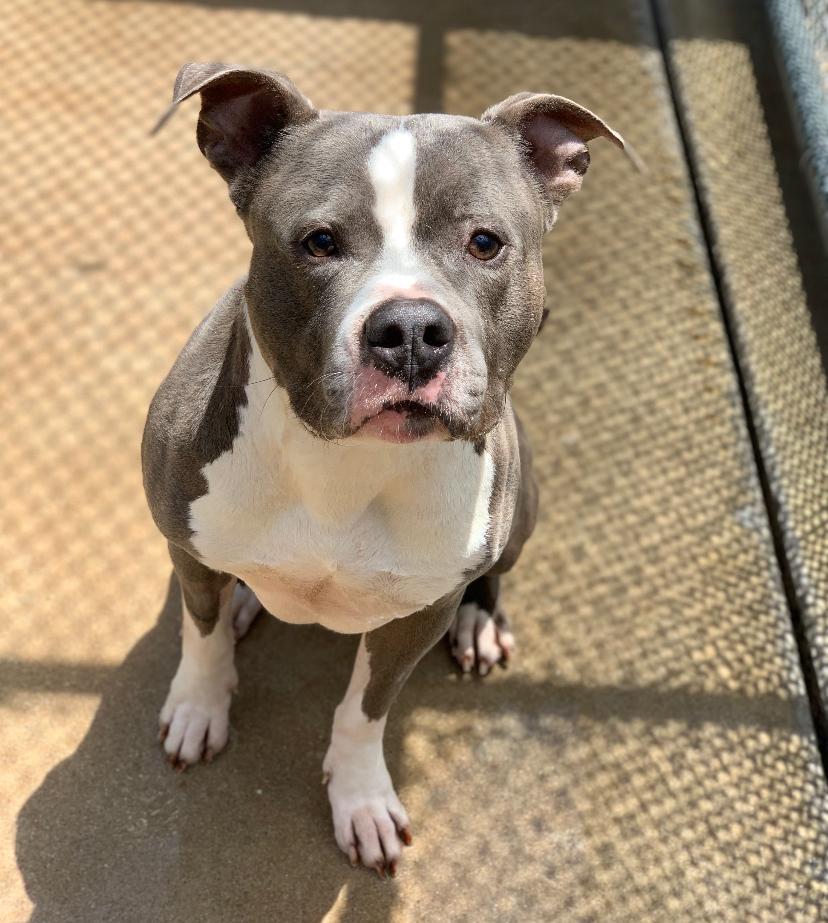 Enlarge Tobi, a Adoptable Pit Bull Terrier in Teterboro, NJ image 4/4