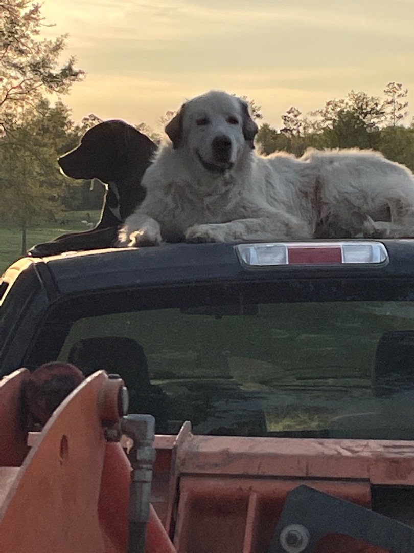 Walter, Senior Male Great Pyrenees