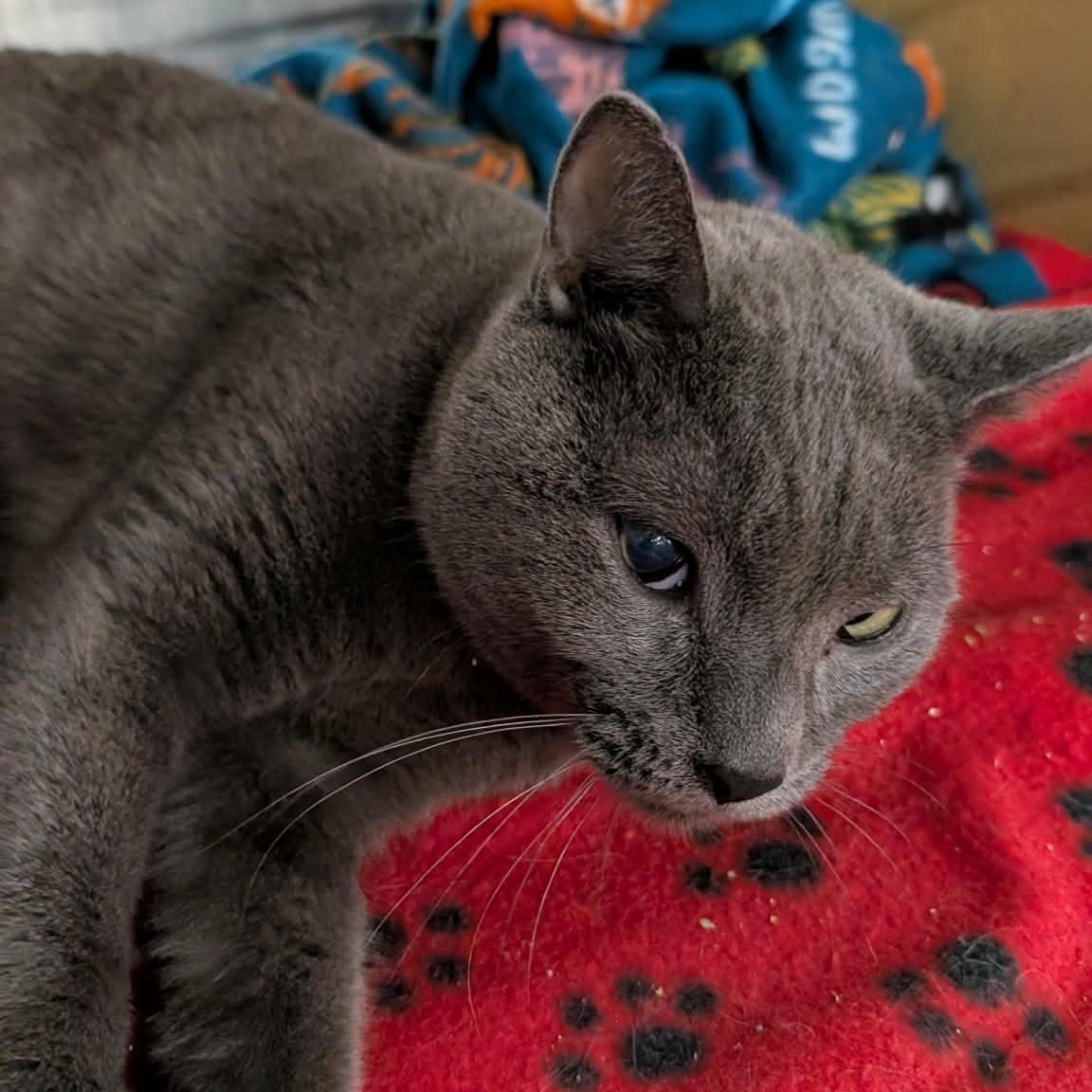 Stag, a Adoptable Domestic Short Hair in Davison, MI image 1/2