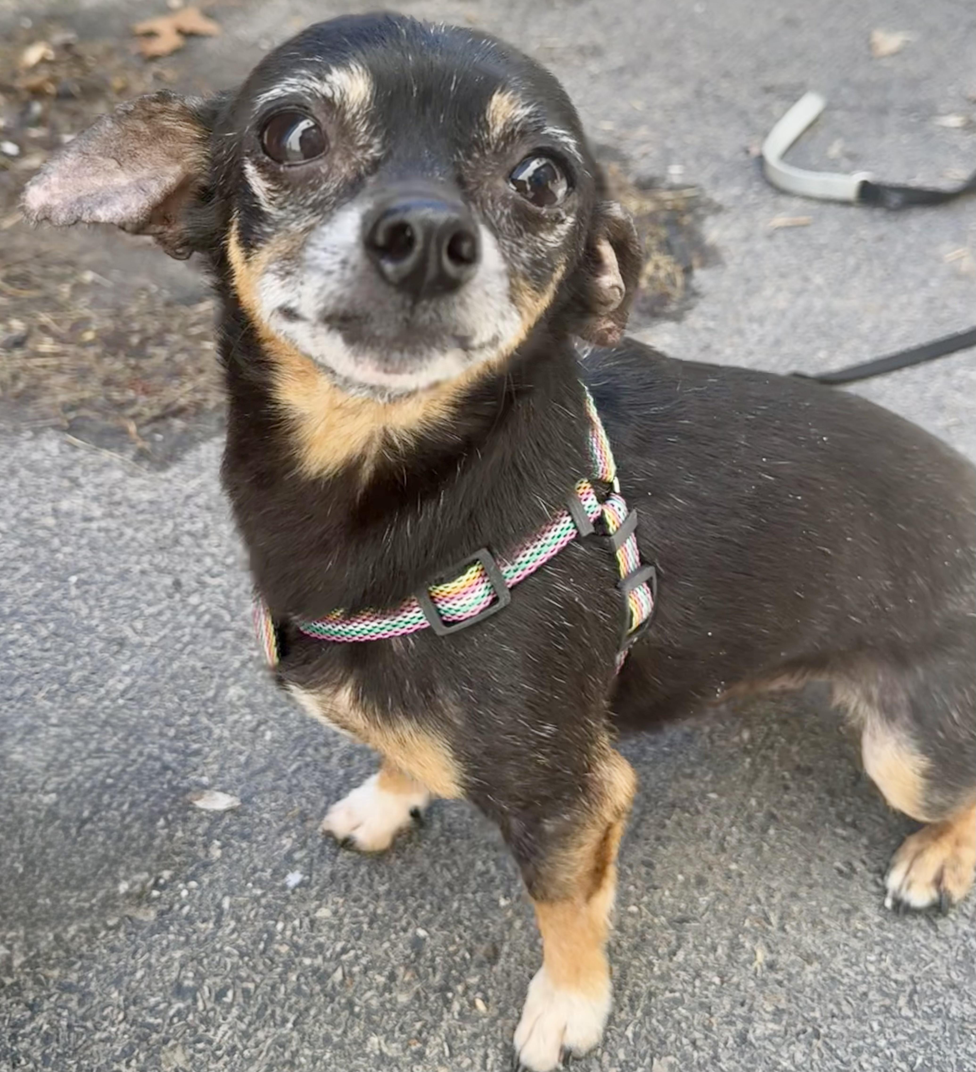 Pluto, adoptable, Adult Male Chihuahua.