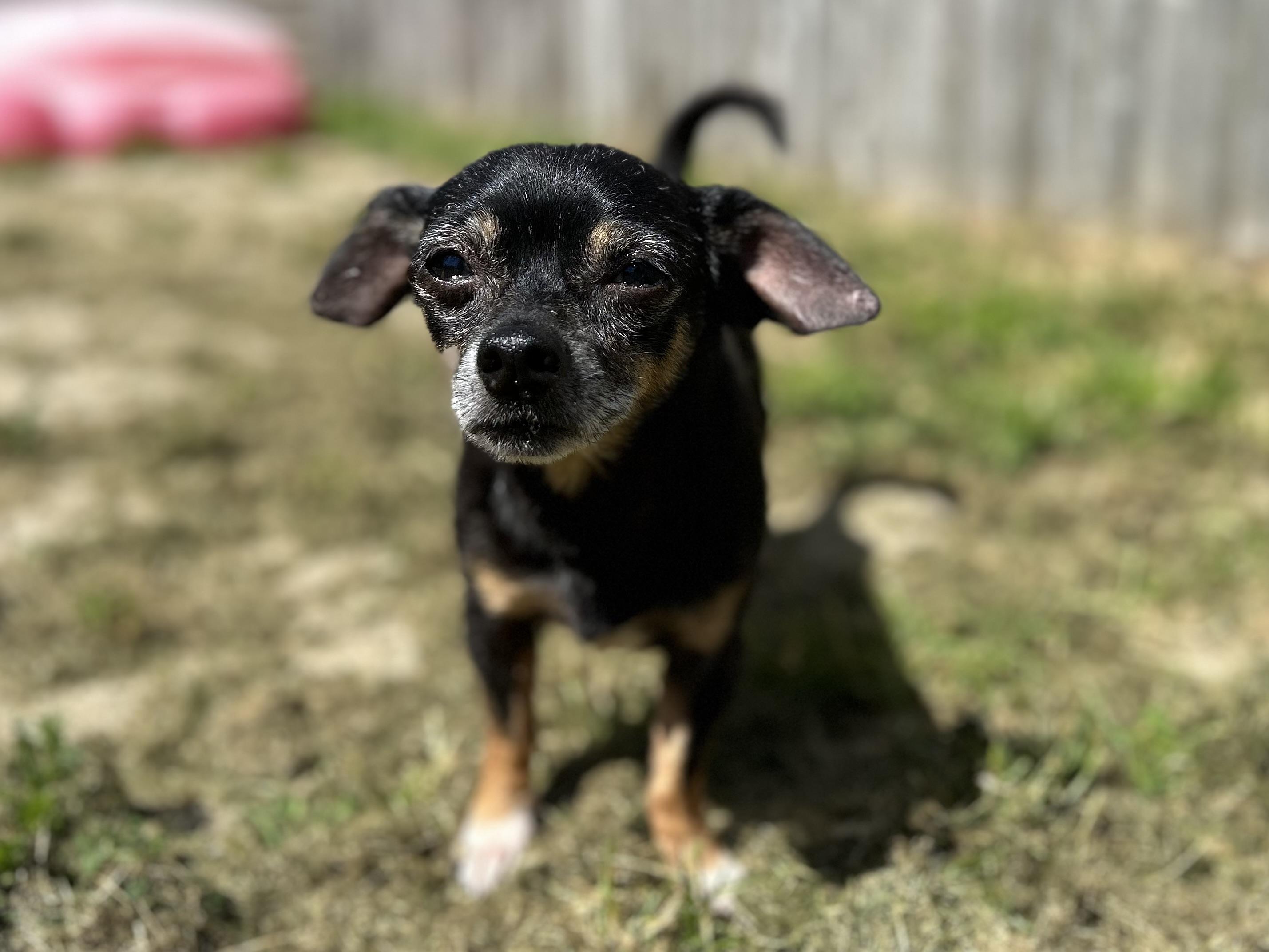 Pluto, an adoptable mixed breed in Ontario, NY image 5/6