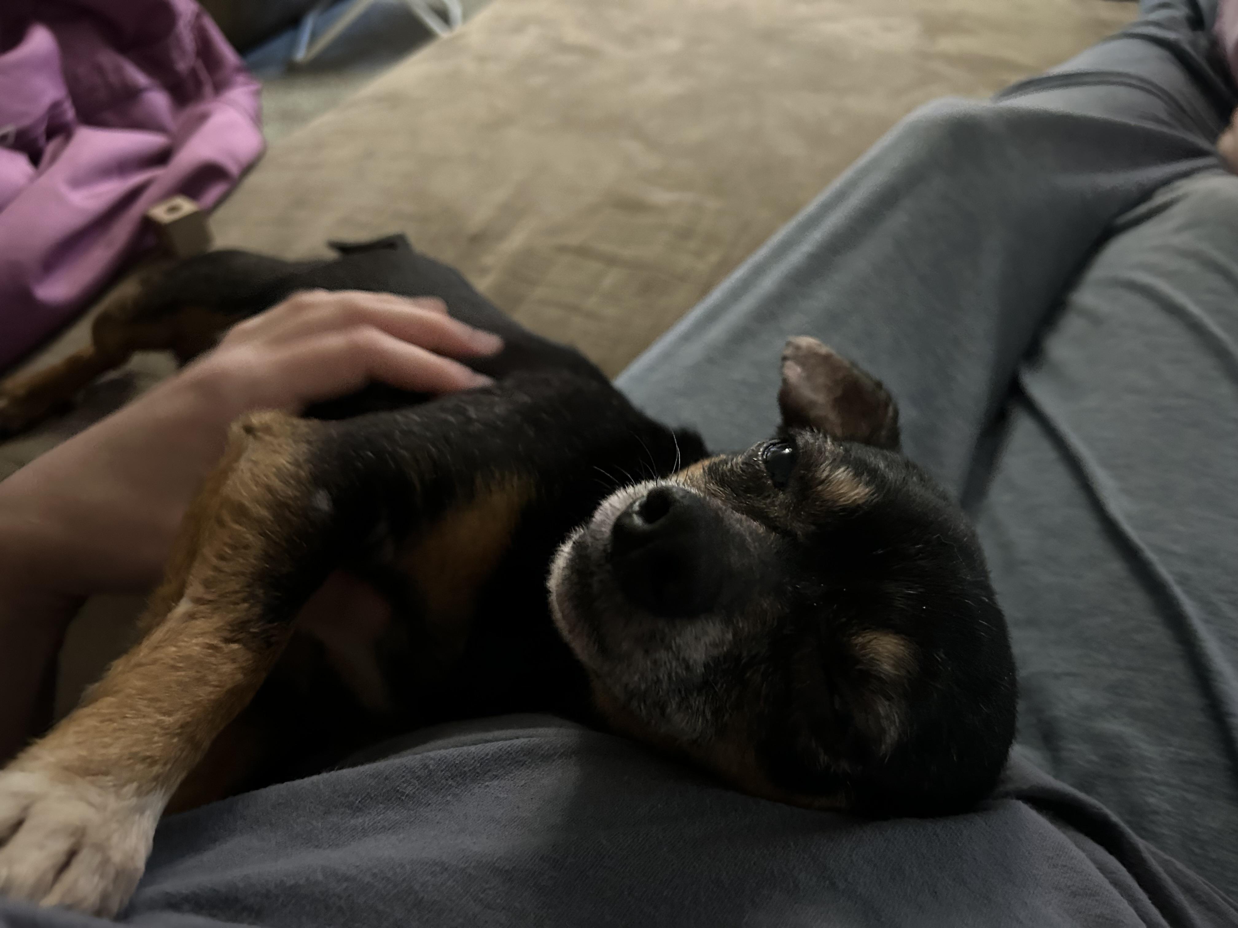 Enlarge Pluto, an adoptable mixed breed in Ontario, NY image 4/5