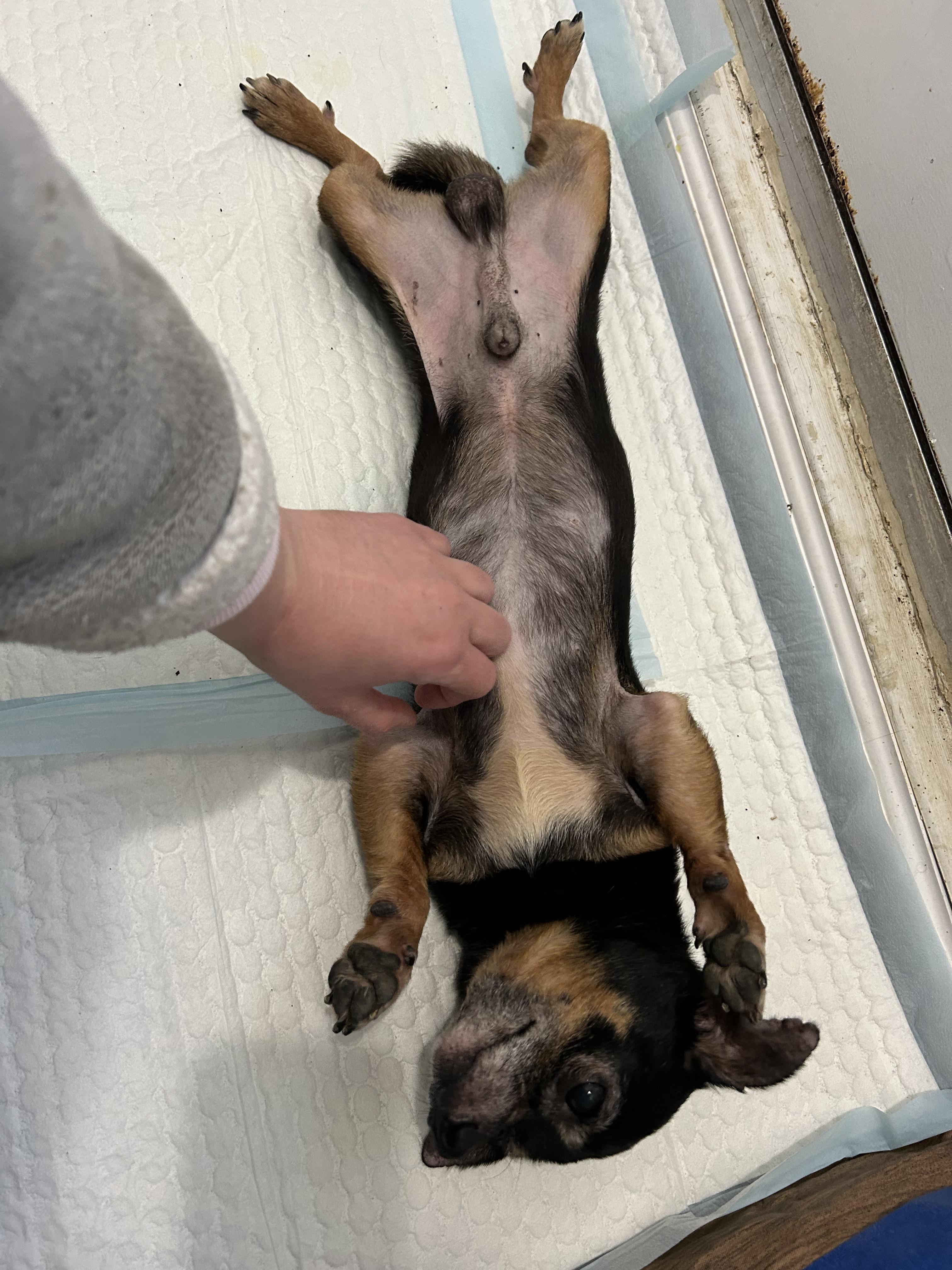 Enlarge Pluto, an adoptable mixed breed in Ontario, NY image 5/5