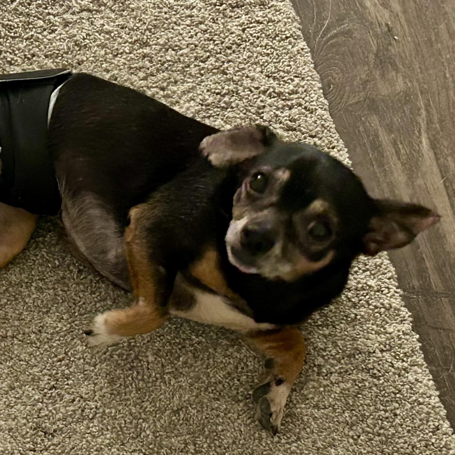 Pluto, adoptable, Adult Male Chihuahua.