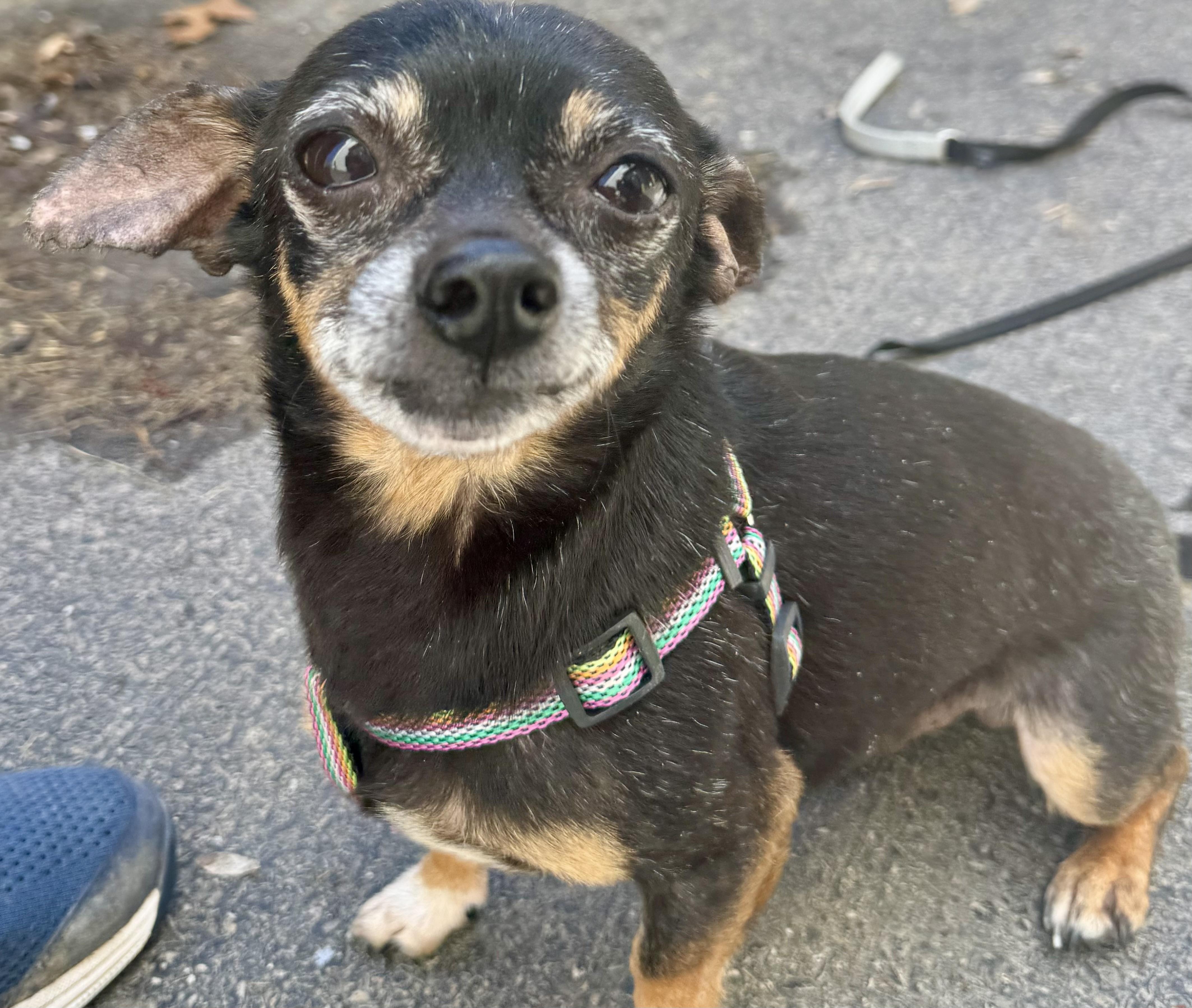 Enlarge Pluto, an adoptable mixed breed in Ontario, NY image 2/4
