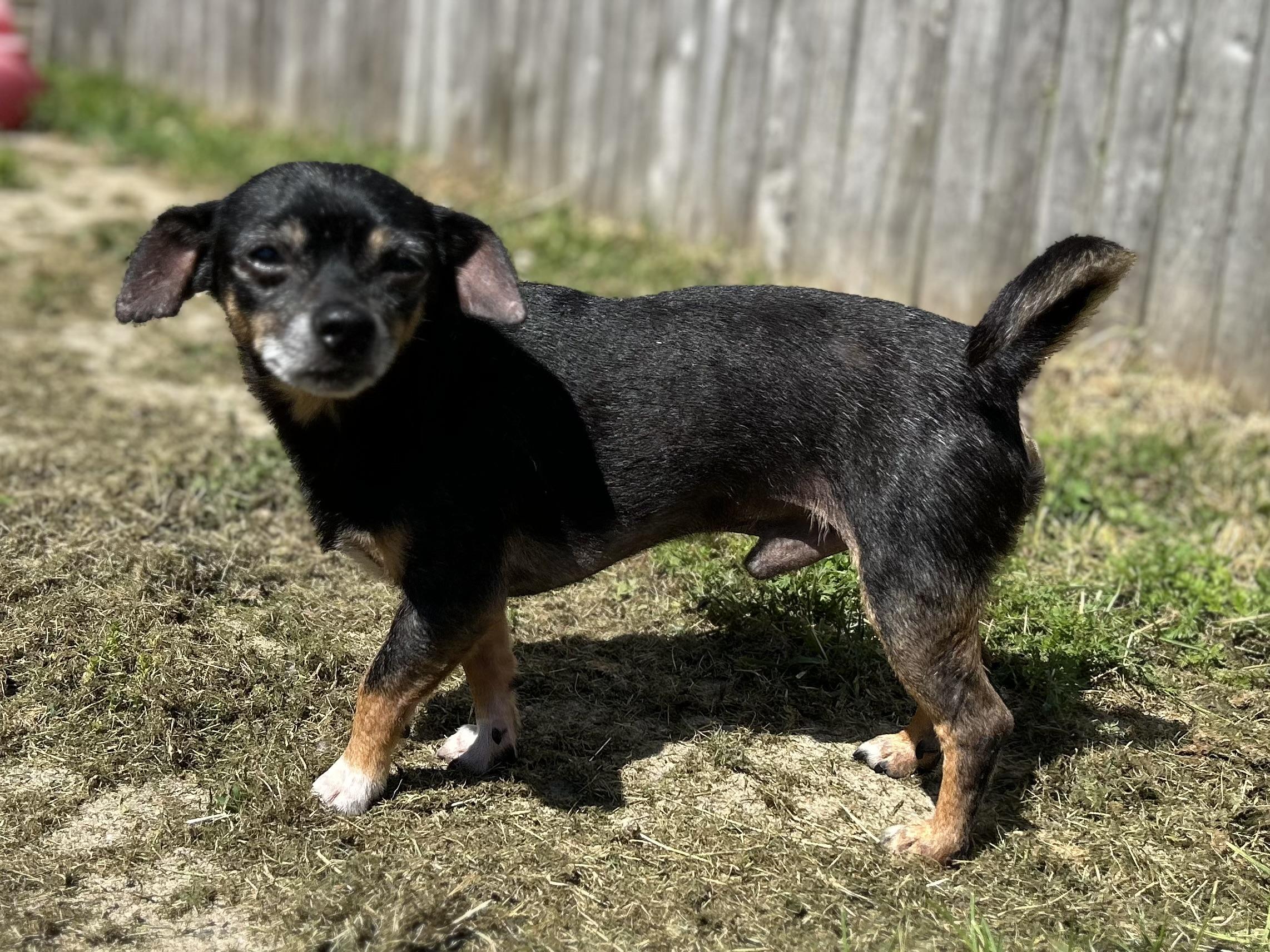 Pluto, an adoptable mixed breed in Ontario, NY image 6/6