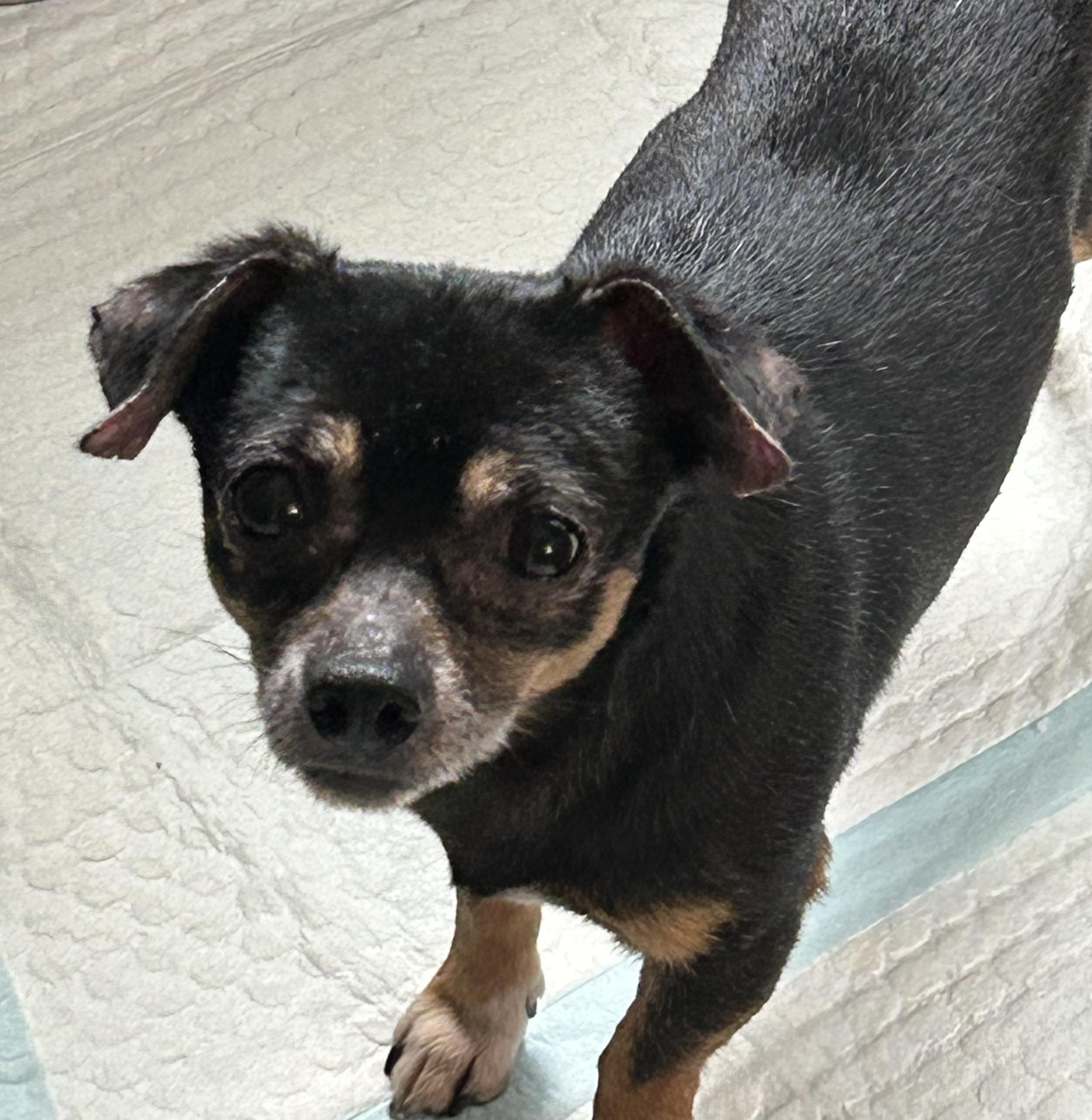 Enlarge Pluto, an adoptable mixed breed in Ontario, NY image 2/5