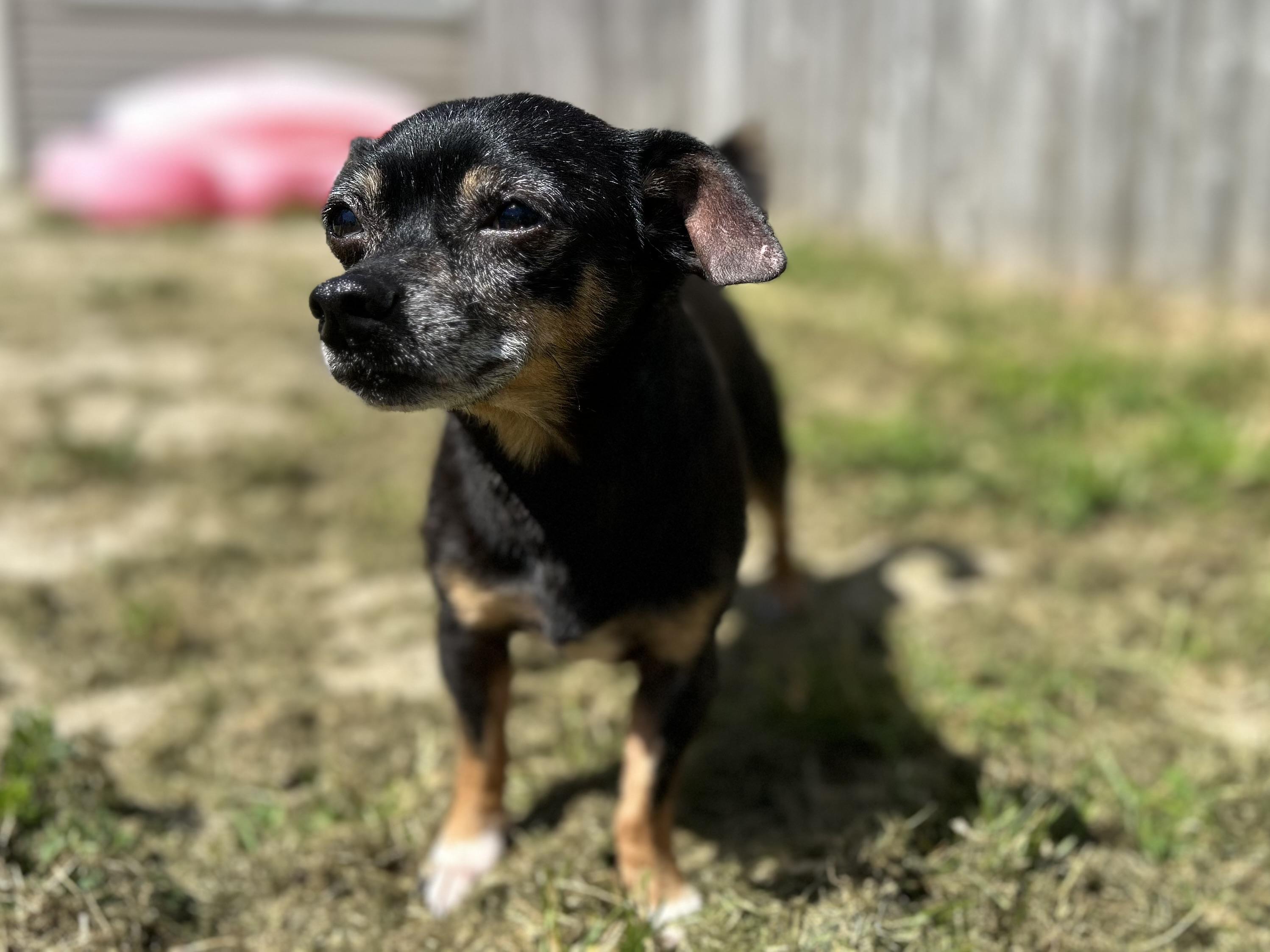 Pluto, an adoptable mixed breed in Ontario, NY image 4/6