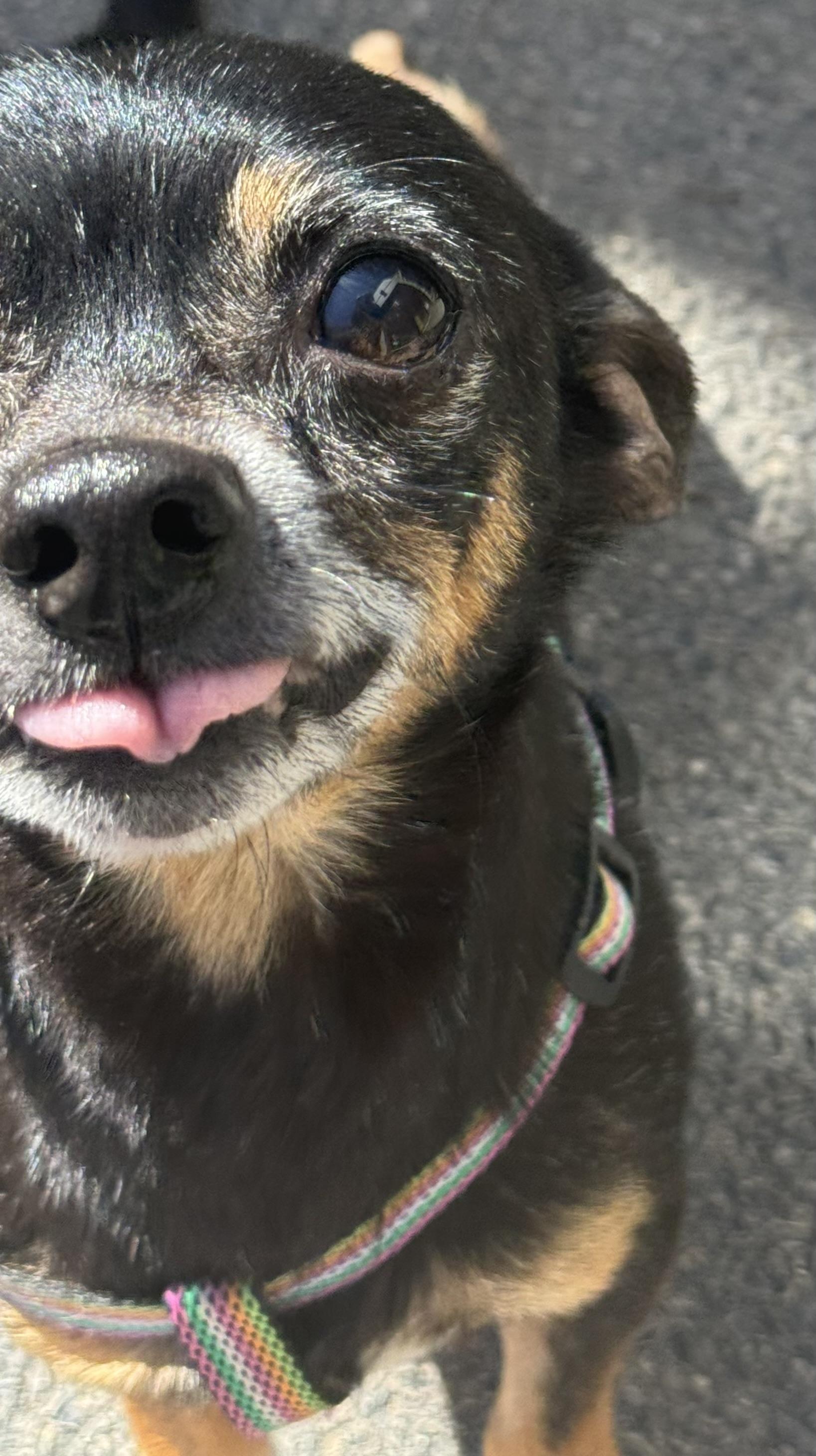 Enlarge Pluto, an adoptable mixed breed in Ontario, NY image 3/4